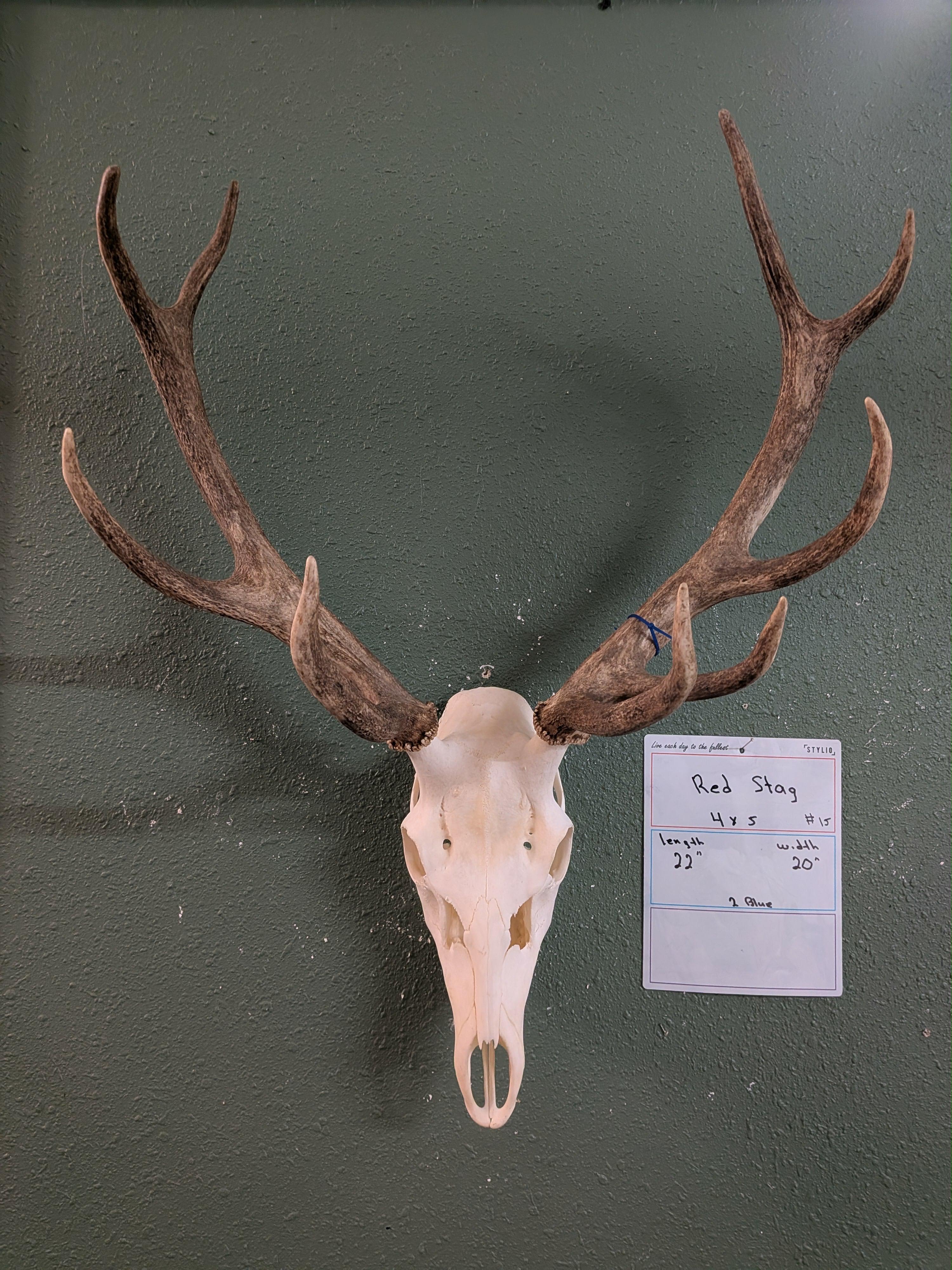 FHSUZ12 - Red Stag Skull For Sale Taxidermy Mount