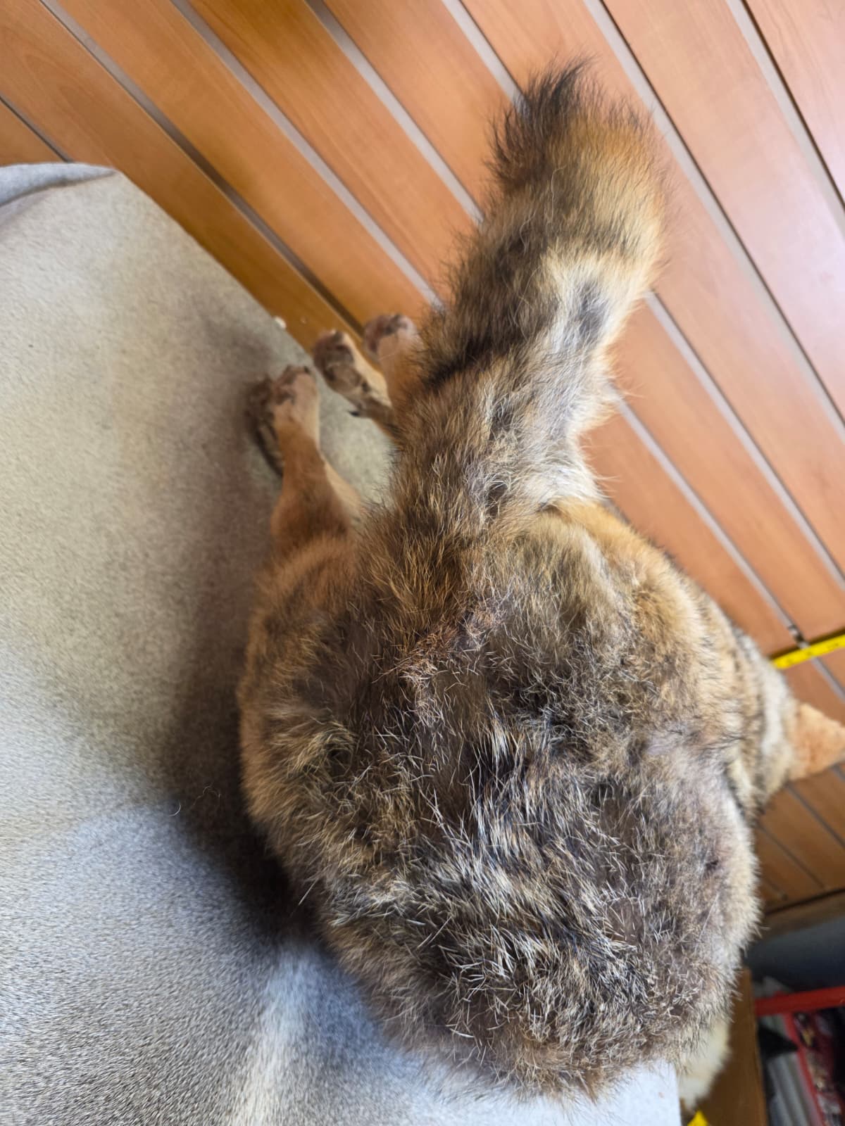 KMCY28 - Full-Body Coyote Taxidermy Mount