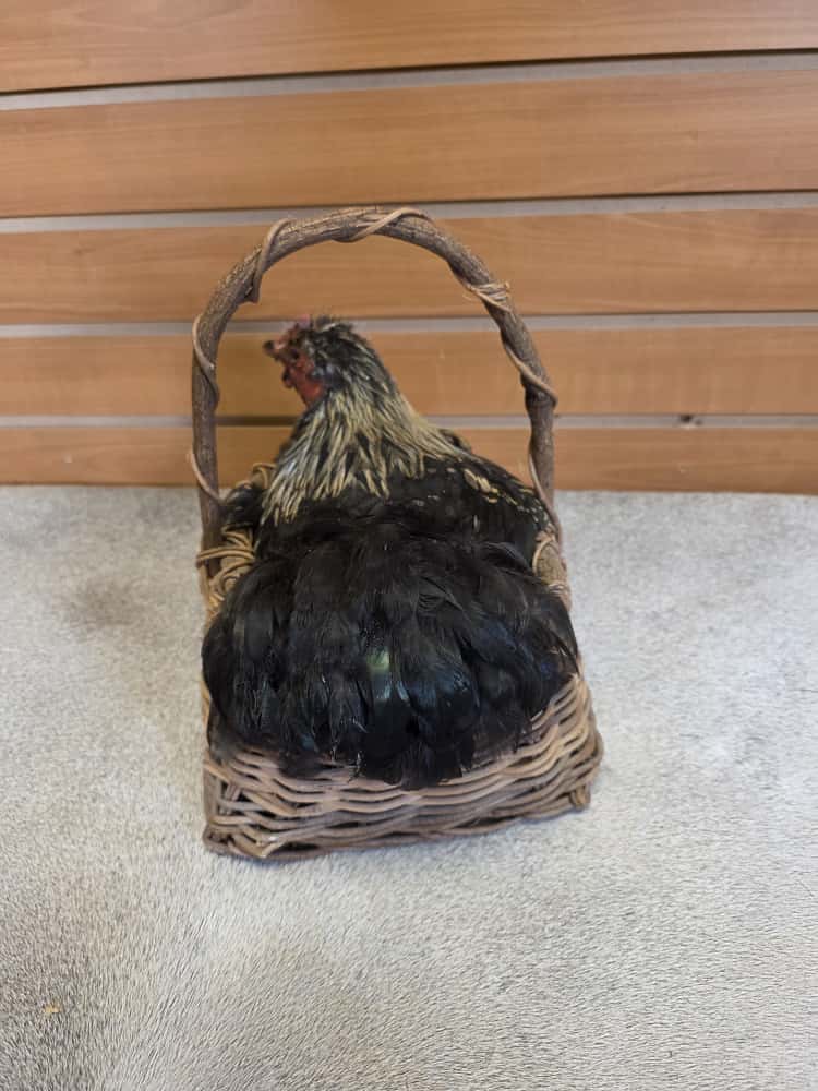 JTV286 - Cochin Bantam Chicken