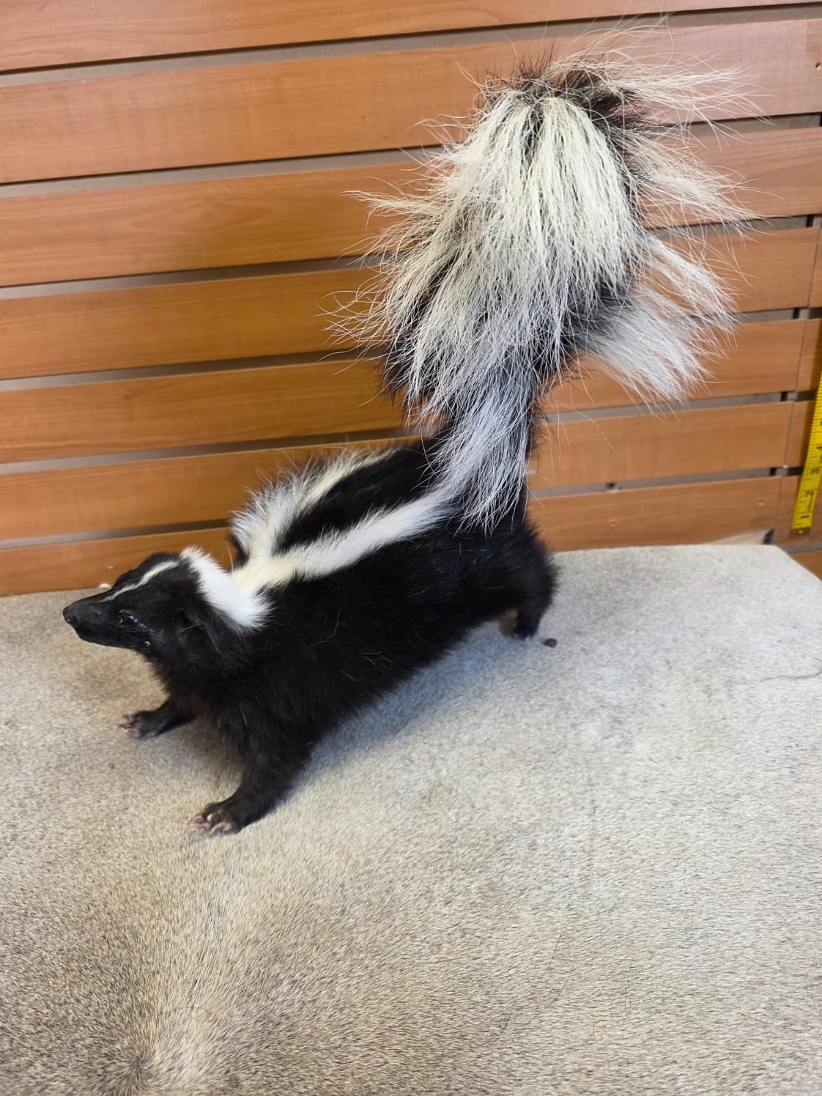KMSK26 - Full-Body Skunk Taxidermy Mount