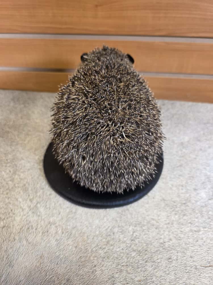 FHAB7 - Hedgehog Full Mount
