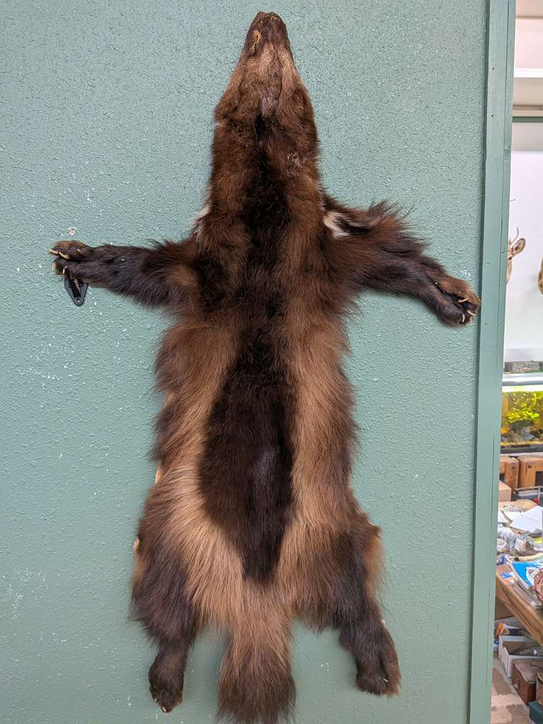 FHSUZ21 - Wolverine Wall Hanger NiceFur