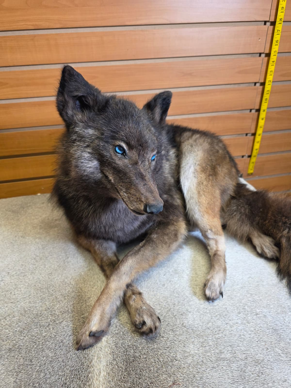 KMCY24 - Full-Body Coyote Taxidermy Mount