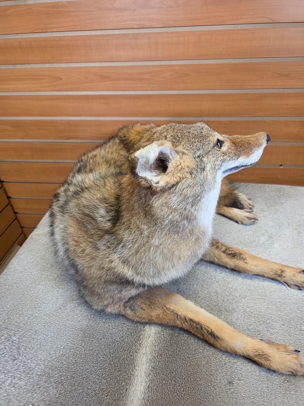 KMCY34 - Full-Body Coyote Taxidermy Mount