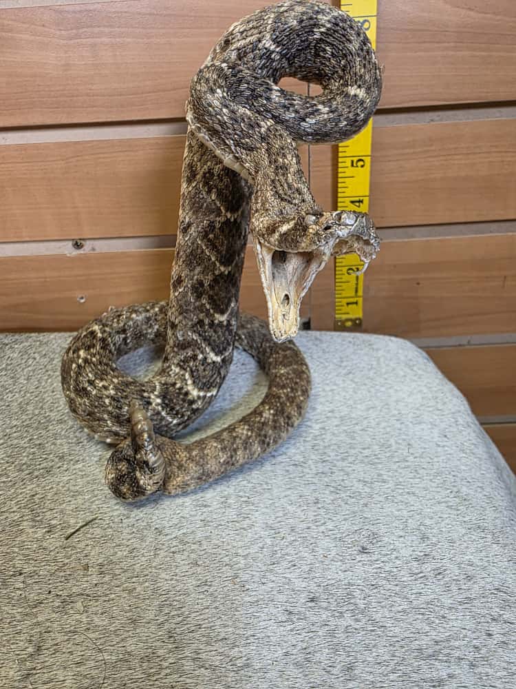 JTV283 - Western Diamondback Rattlesnake – Full Body Mount