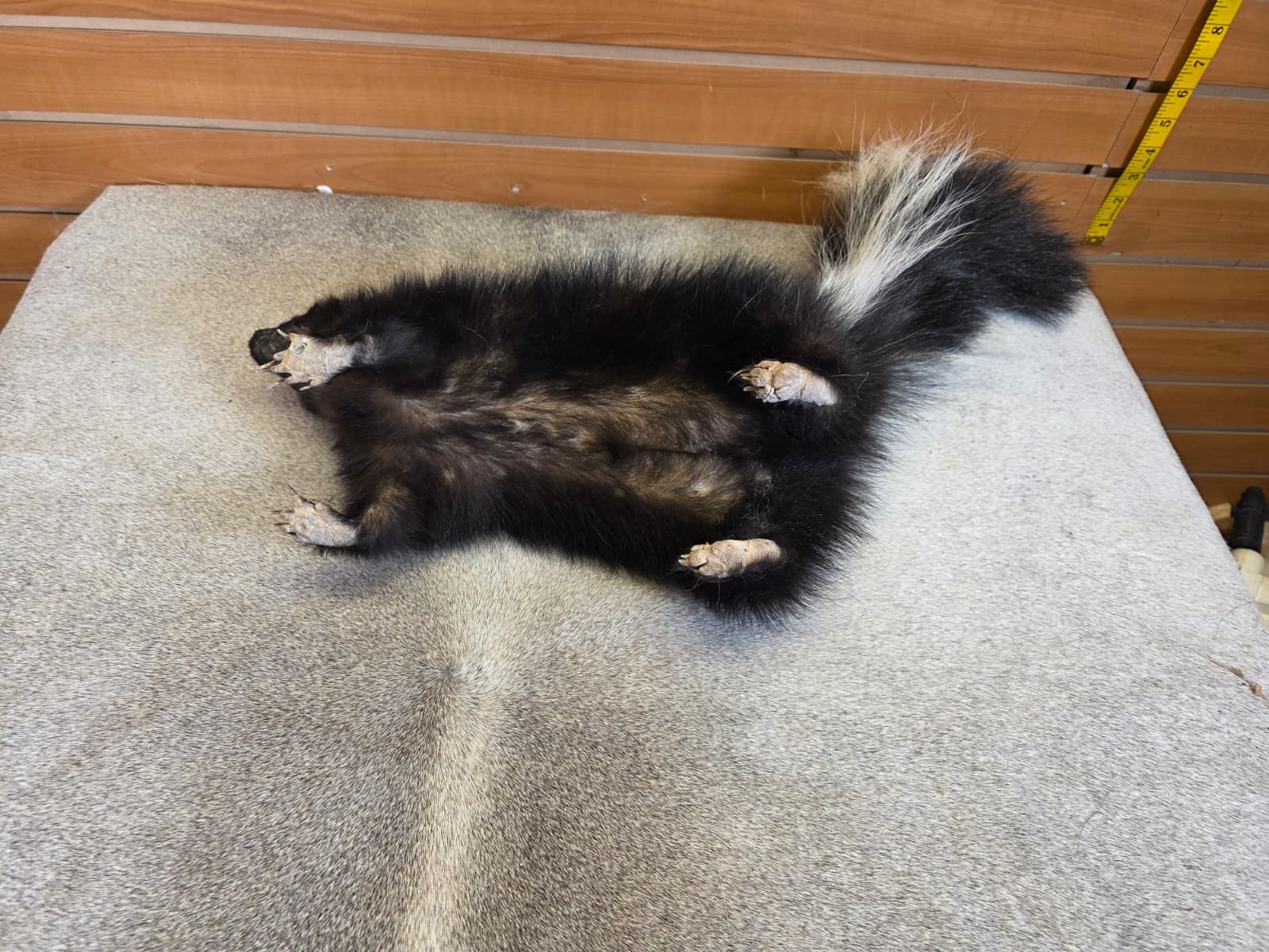 KMSK15 - Full-Body Skunk Taxidermy Mount