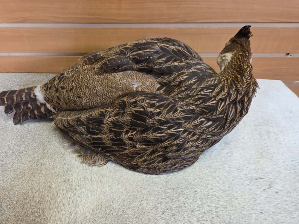 JTV277 - Impeyan Pheasant Hen Full Mount