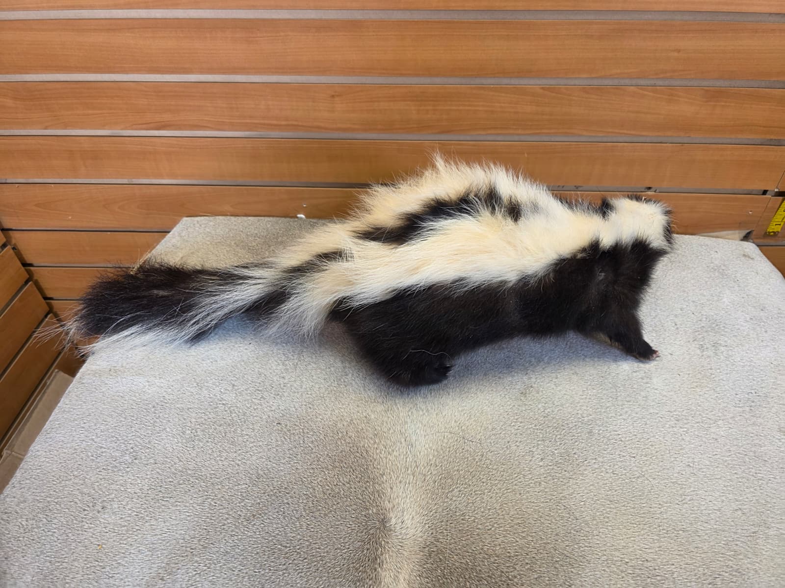 KMSK17 - Full-Body Skunk Taxidermy Mount