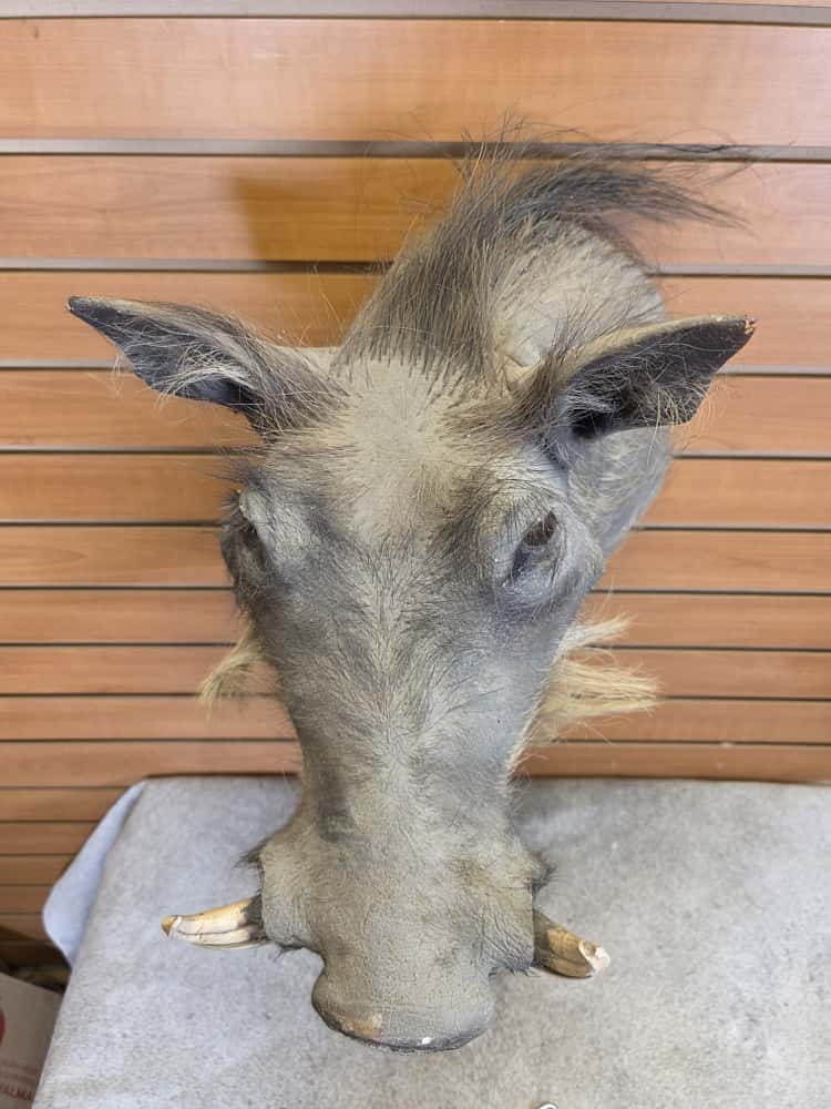 FHAB15 - African Warthog Head – Taxidermy Mount