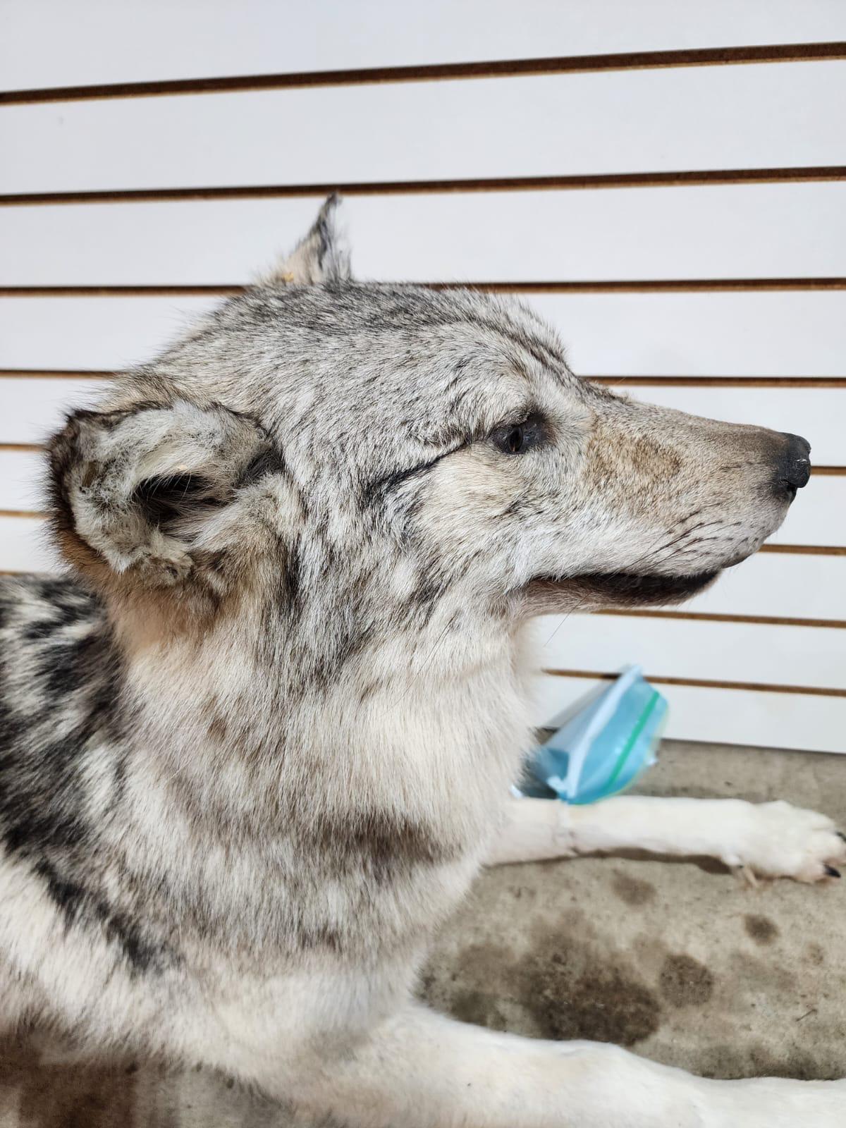 FHSUZ25 - Alaskan Wolf Taxidermy Mount