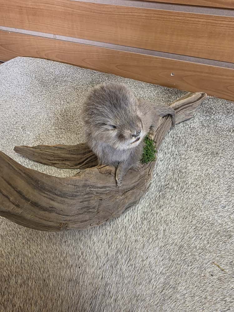 FHAB9 - Baby Otter Full Mount