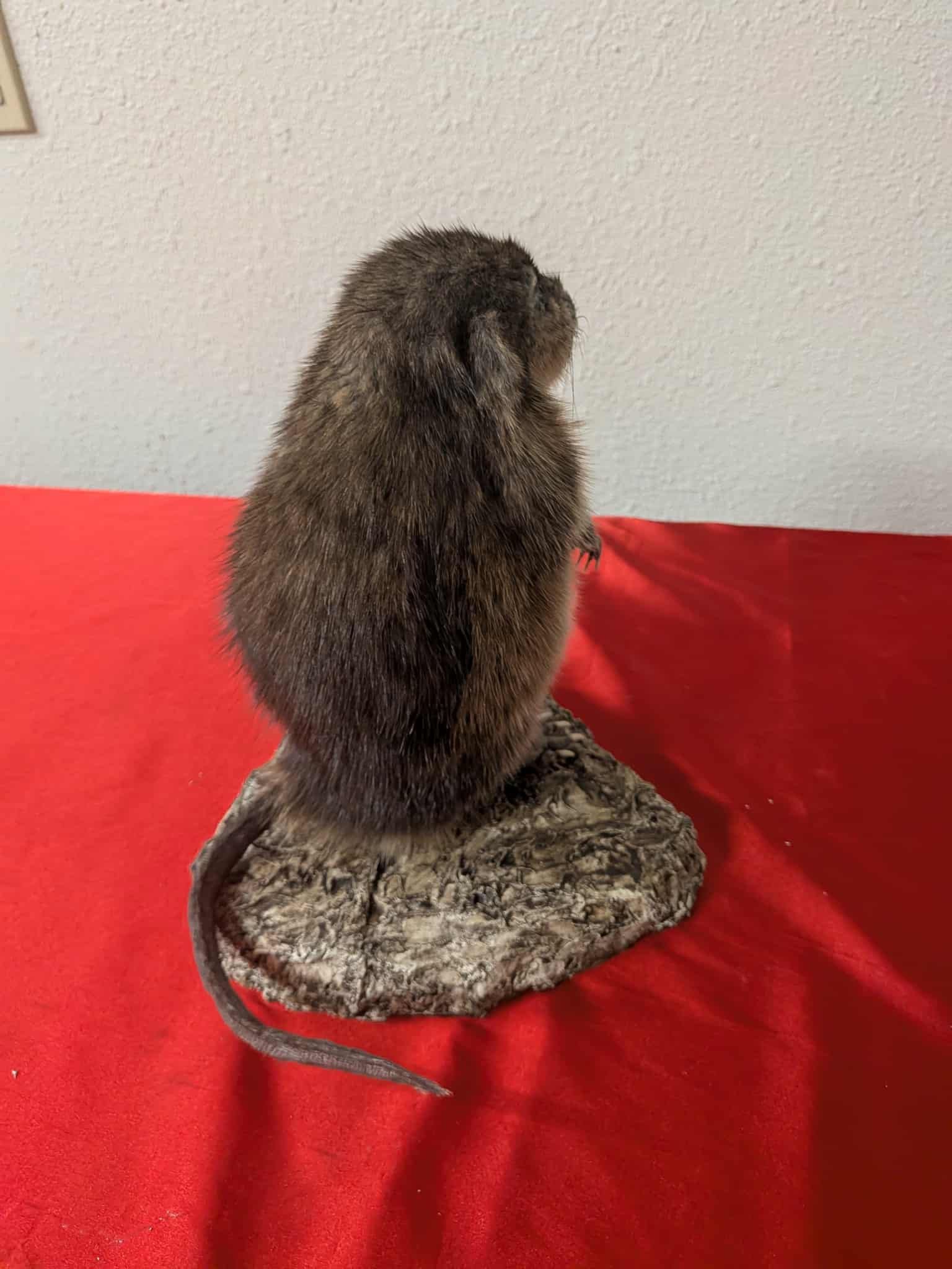 FHSUZ14 - Muskrat Full Taxidermy Mount