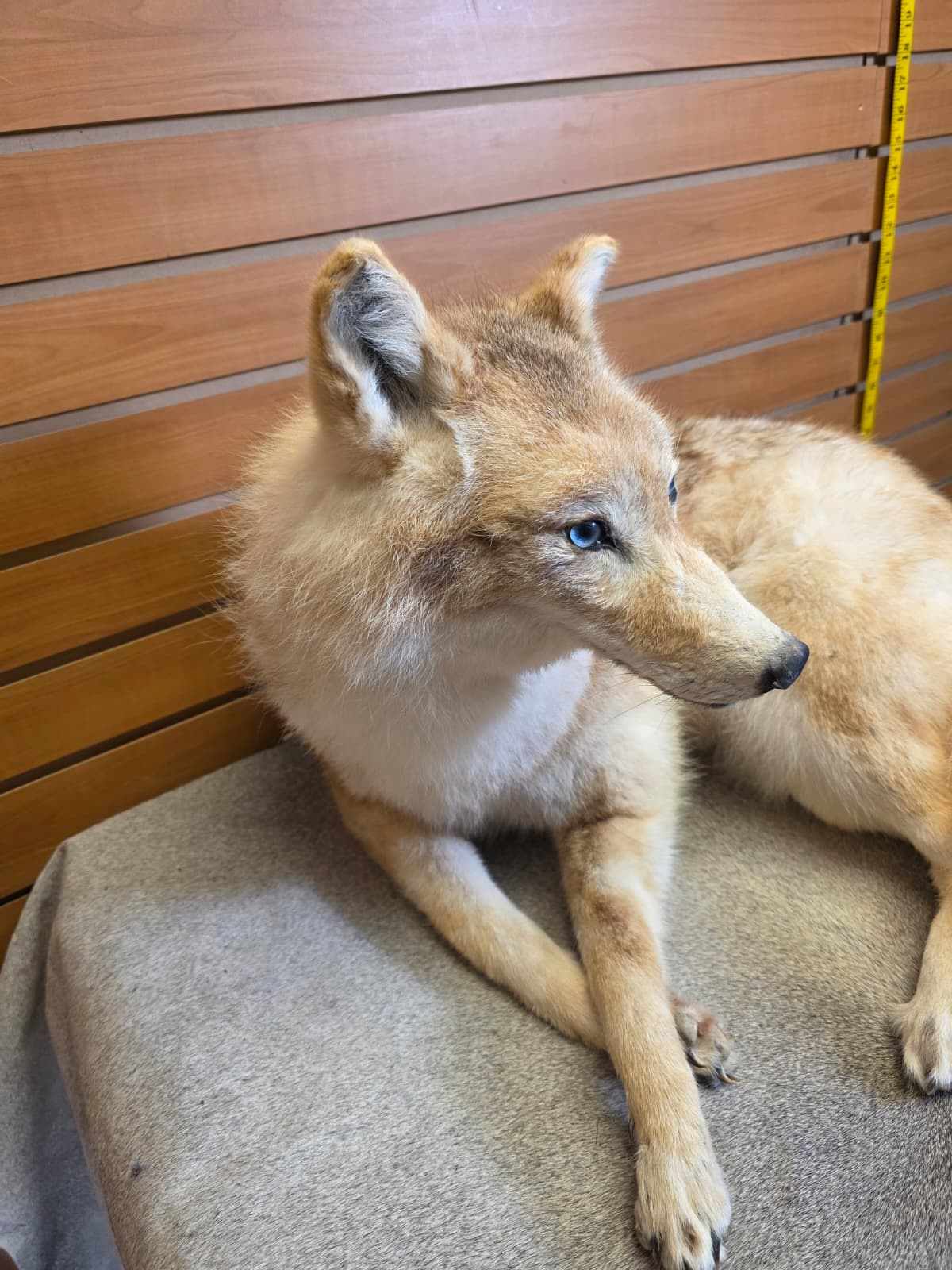 KMCY31 - Full-Body Coyote Taxidermy Mount