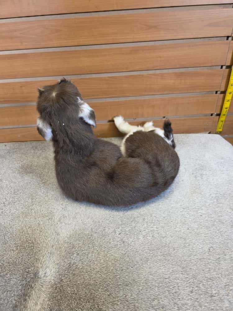 FHAB12 - Toggenburg Goat – Full Body Mount