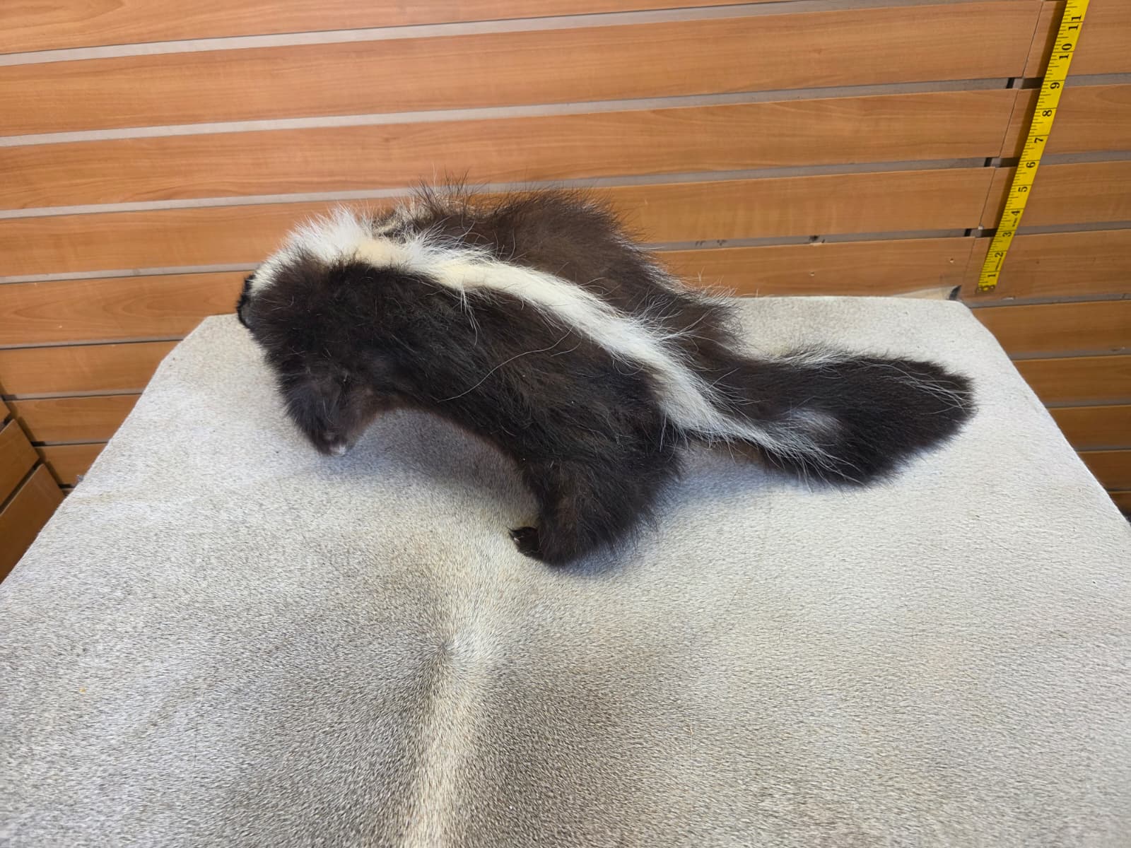 KMSK24 - Full-Body Skunk Taxidermy Mount