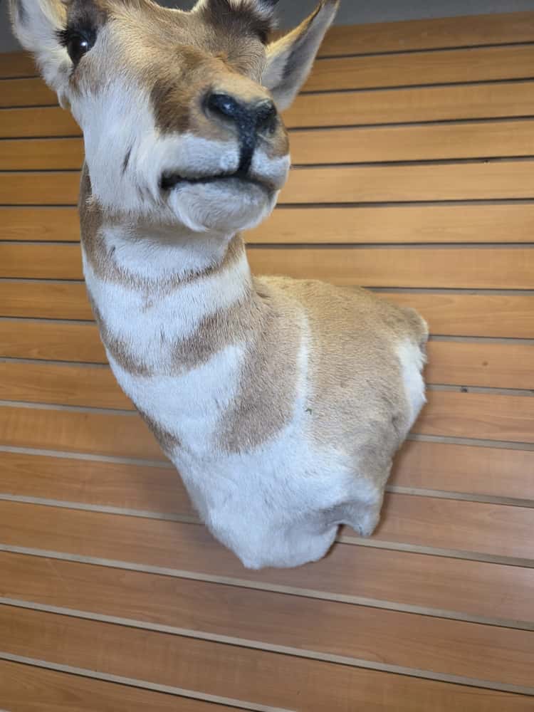 FHCM64 - Pronghorn Antelope Head Mount