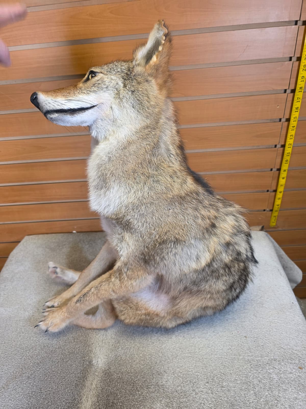 KMCY30 - Full-Body Coyote Taxidermy Mount