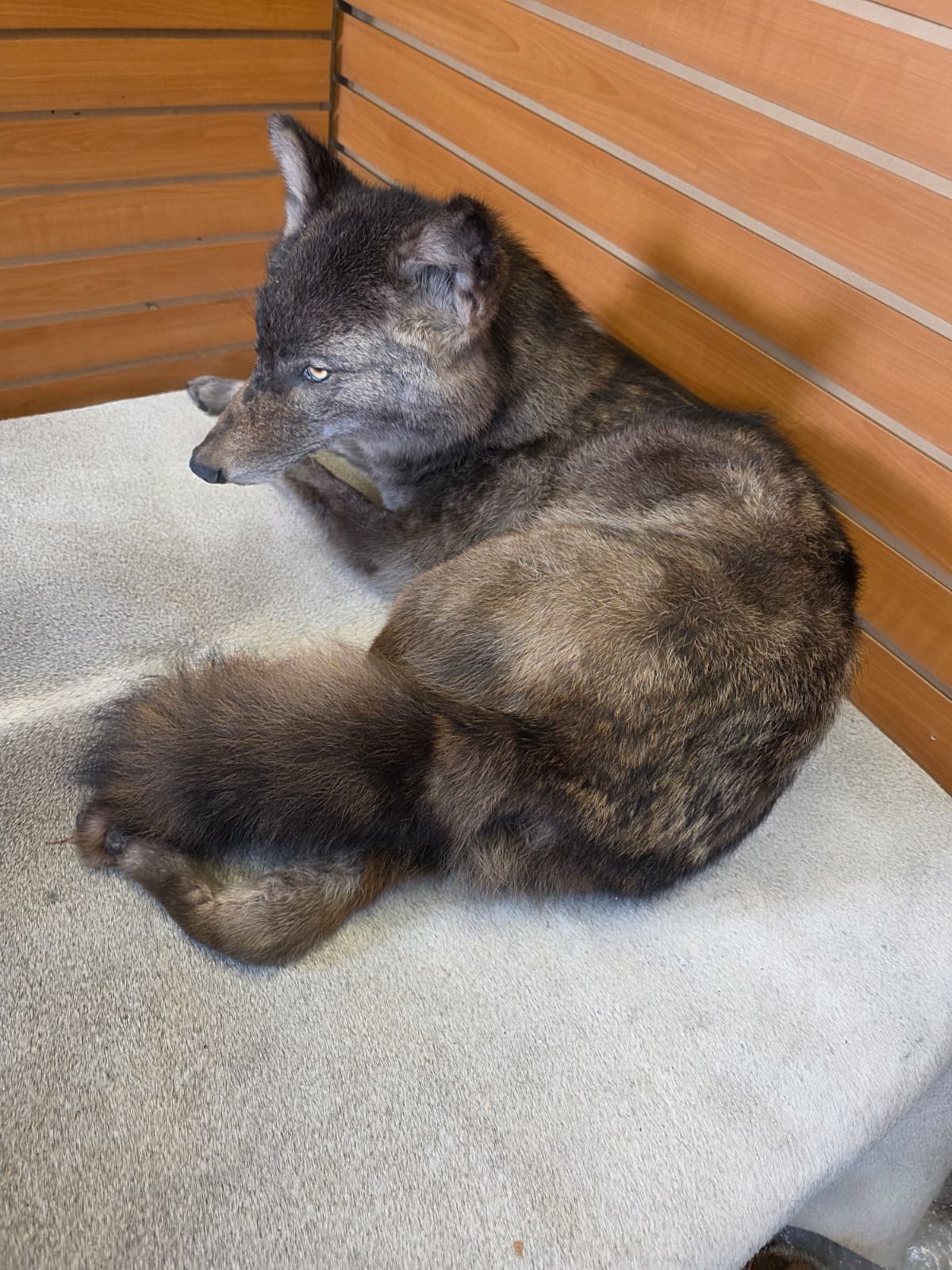 KMCY26 - Full-Body Coyote Taxidermy Mount