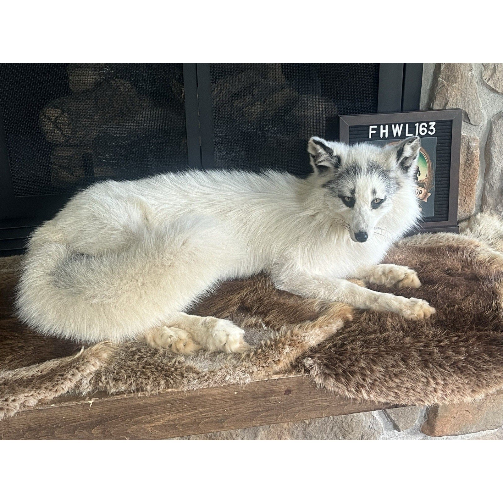 FHWL163 - Museum Quality White Fox Taxidermy mount