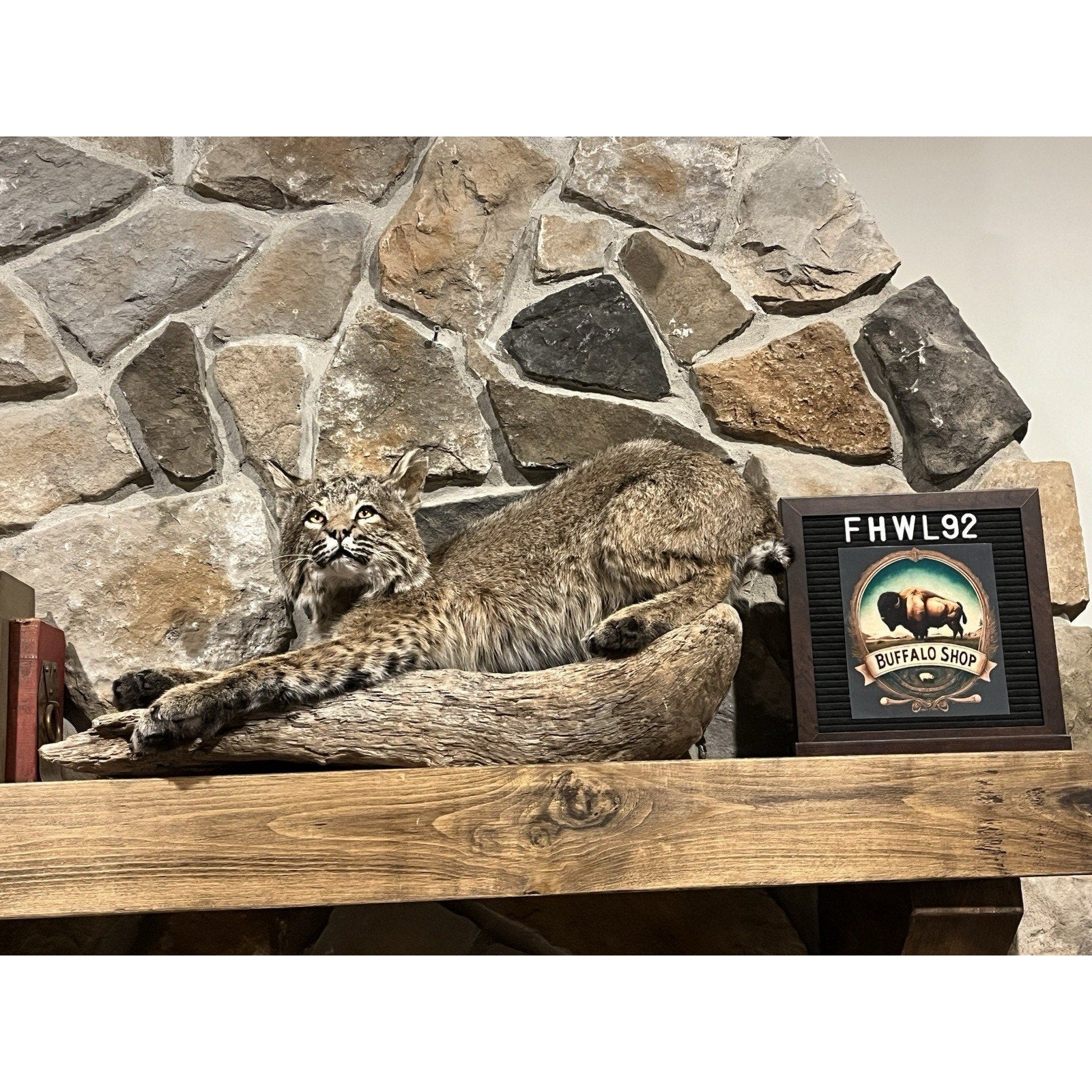 FHWL92 - Bobcat Taxidermy Full Body Mount