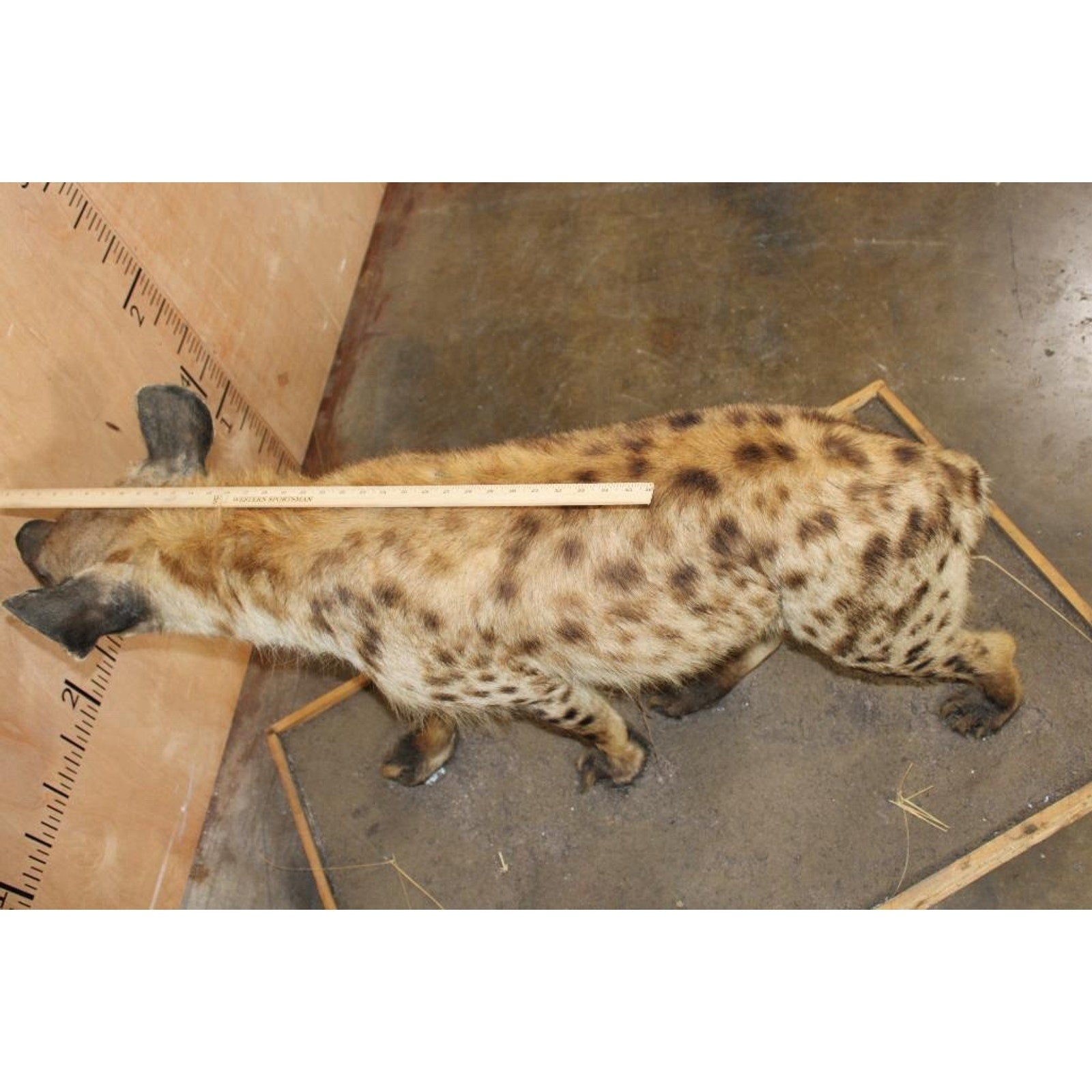 FHBRENT2 - XL Life-sized SPOTTED HYENA on a Wood Base