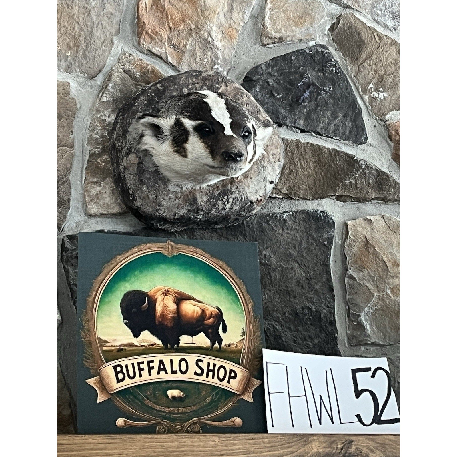 FHWL52 - Badger Shoulder Museum Quality mount Taxidermy