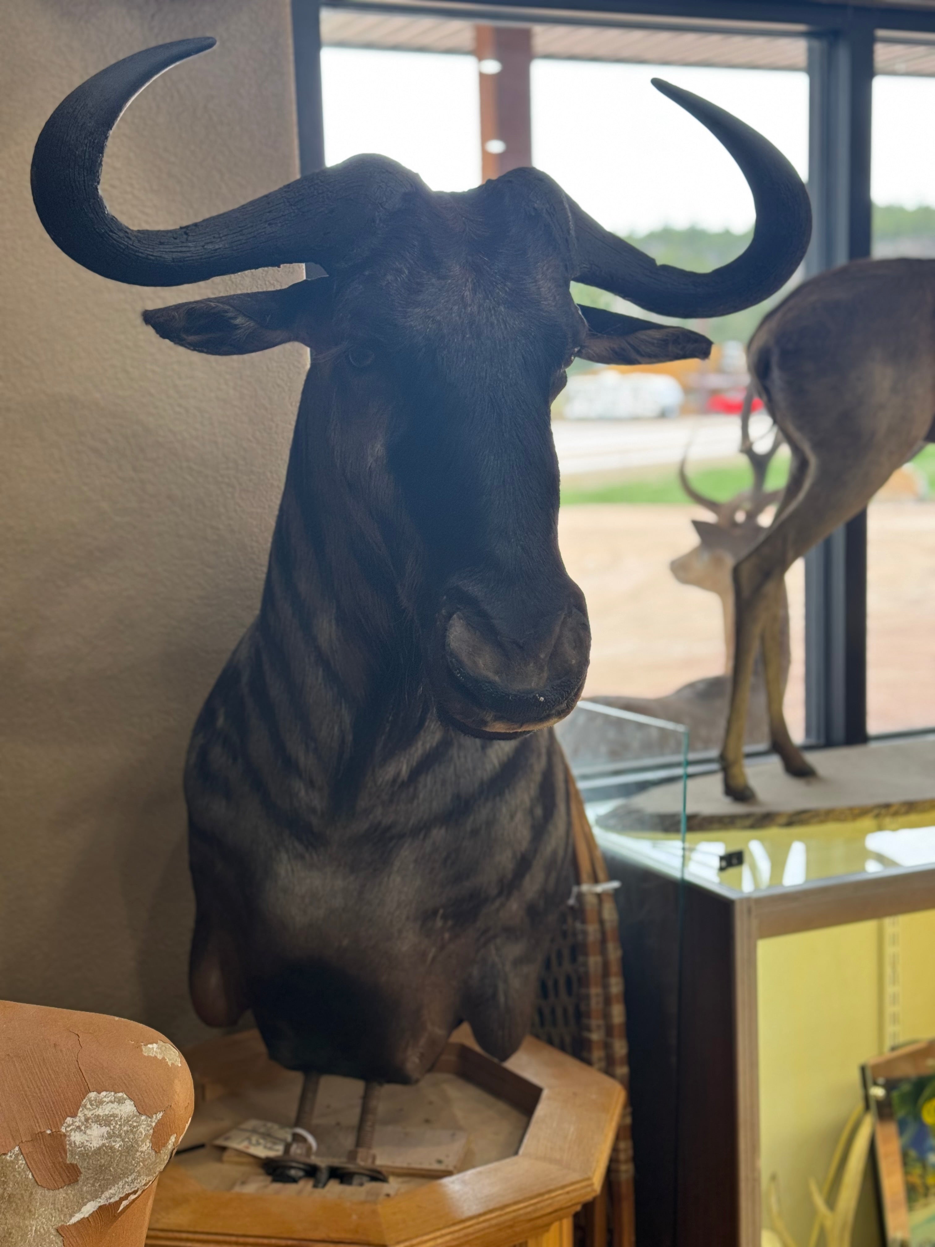 FH185-African Blue Wildebeest Pedestal Taxidermy Mount