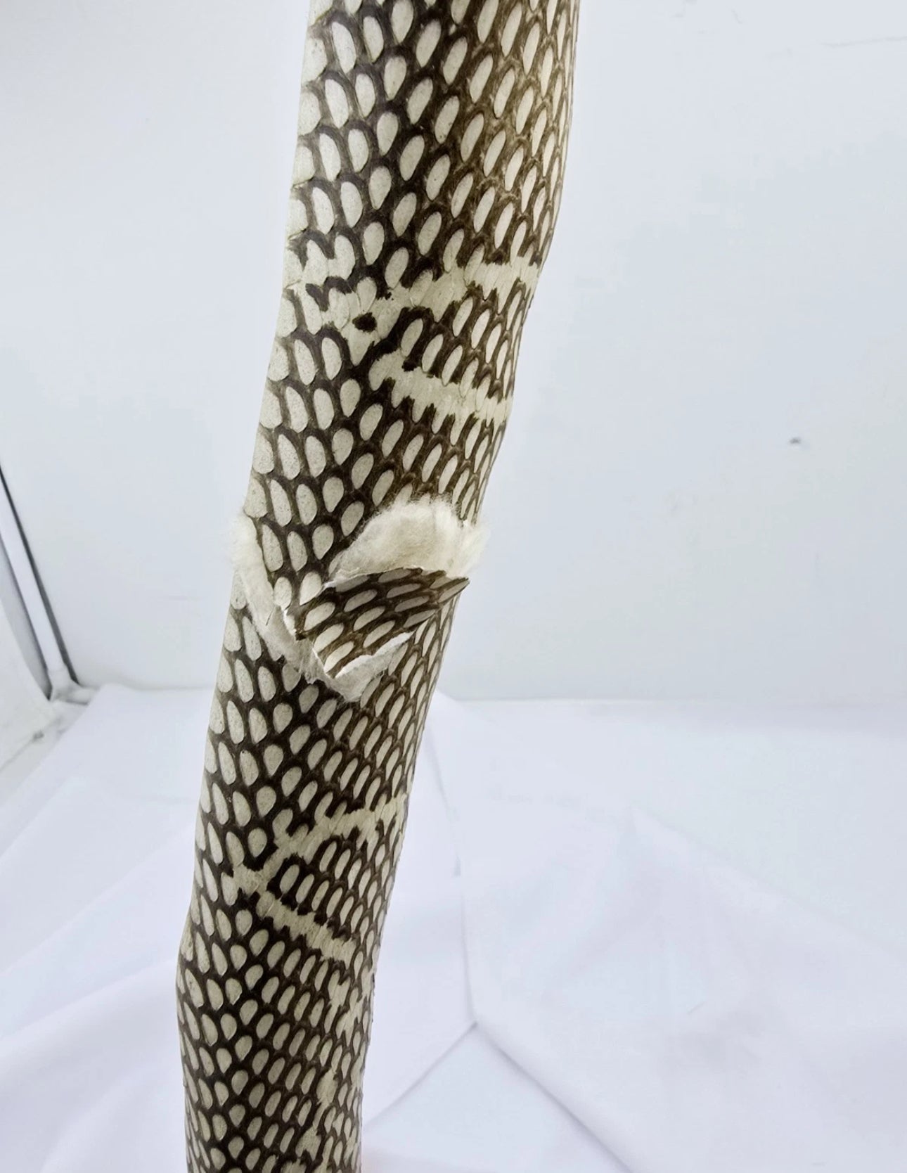 FHCOB0724 - 24” Real Cobra Taxidermy Snake Mount