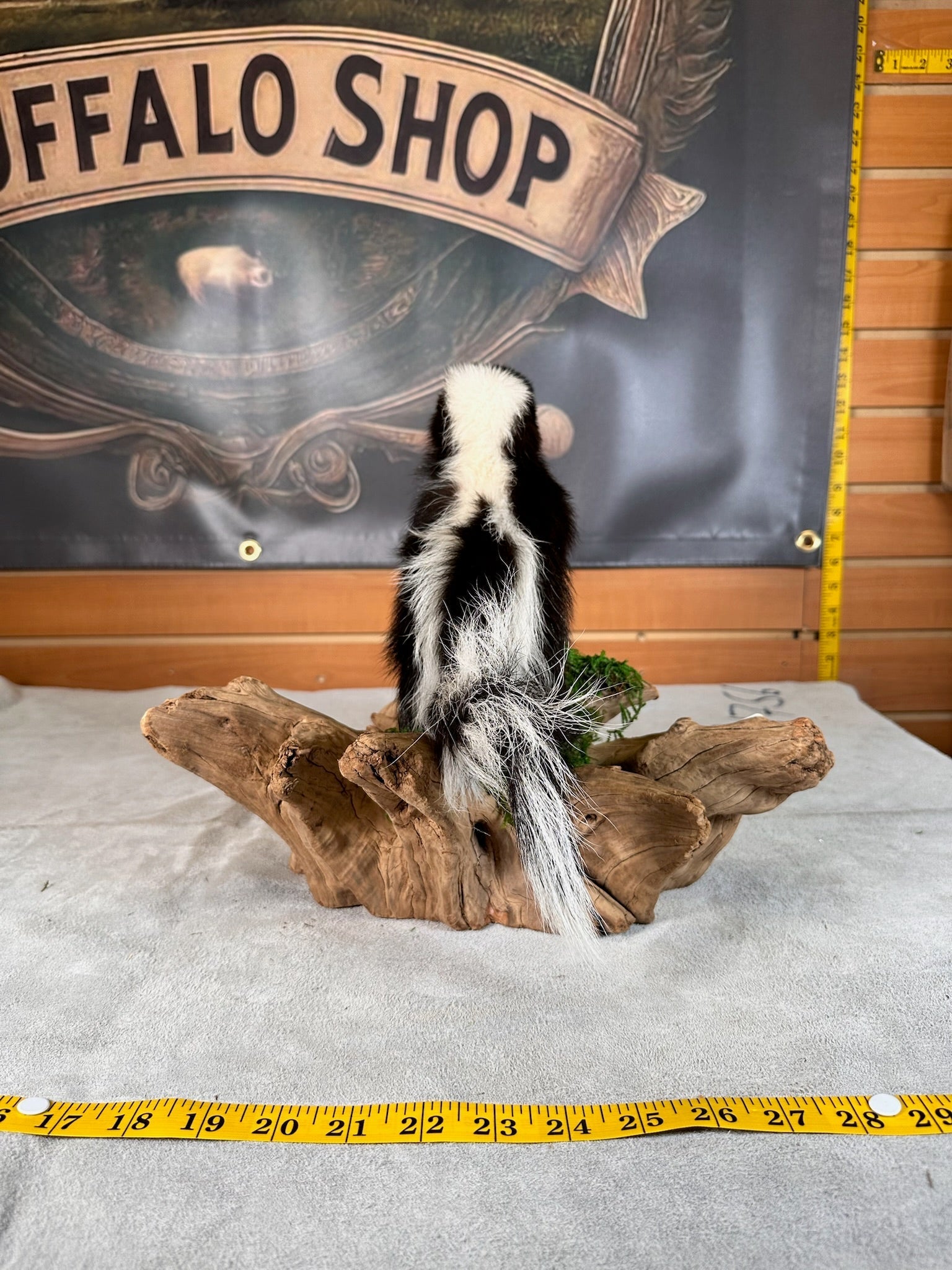FHSKU32-skunk taxidermy mount
