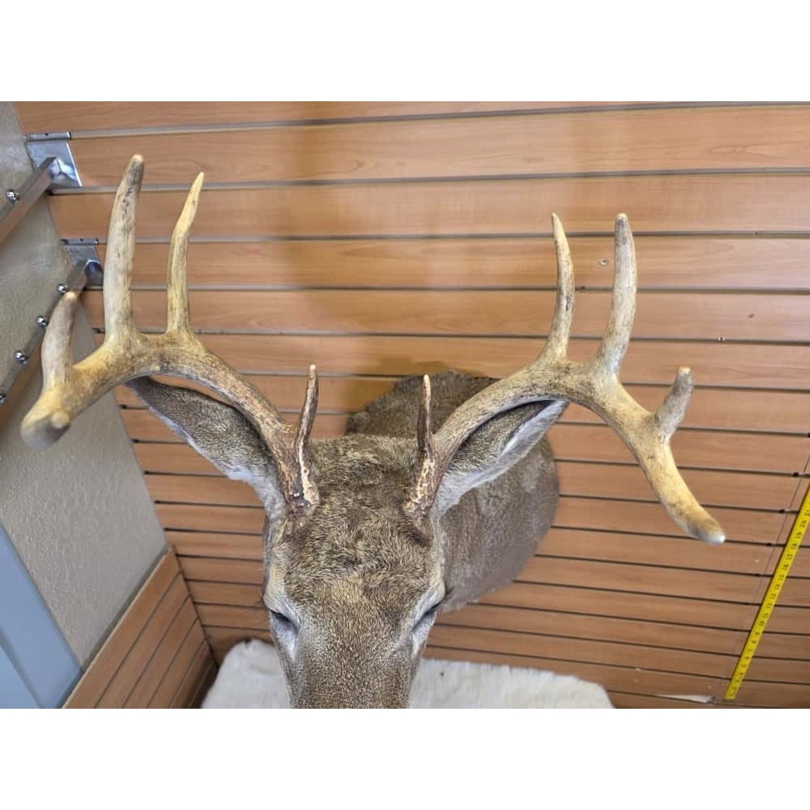 FHMN5 - Whitetail Deer Real Antler Deer Taxidermy Mount