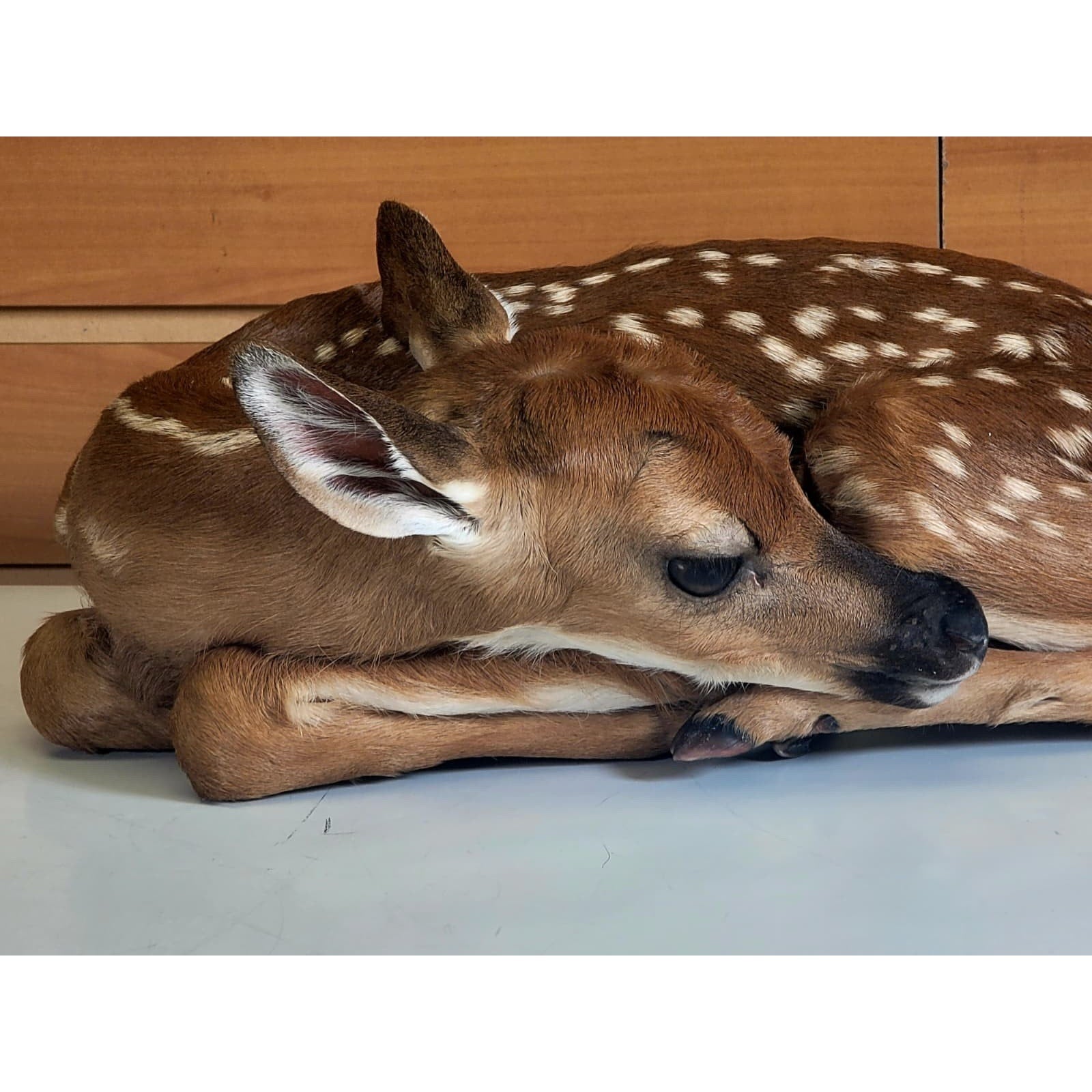 FHBARN1 - Fawn Lifesize Taxidermy Mount