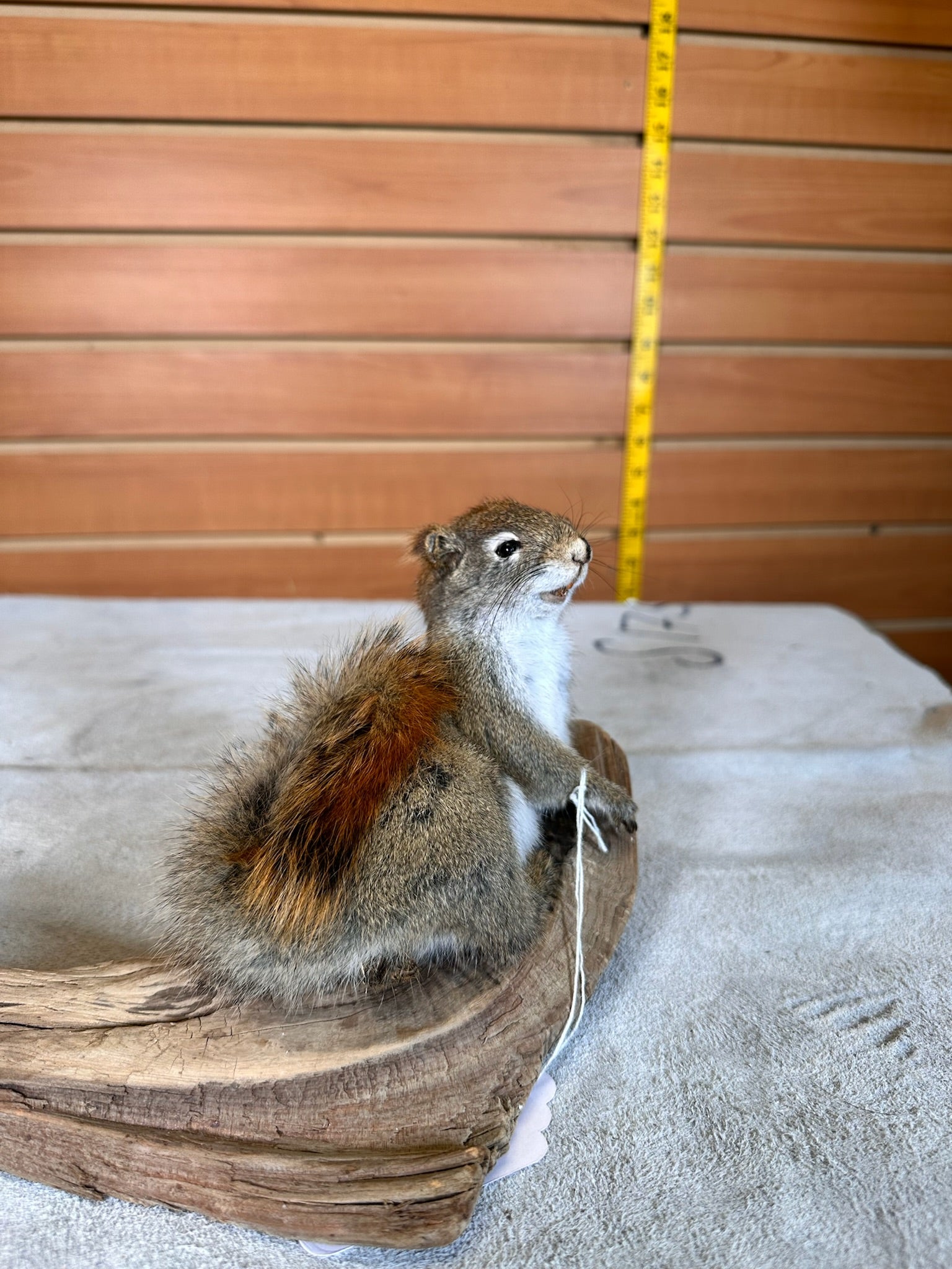 FHSQUIR22- American Red Squirrel Taxidermy Mount