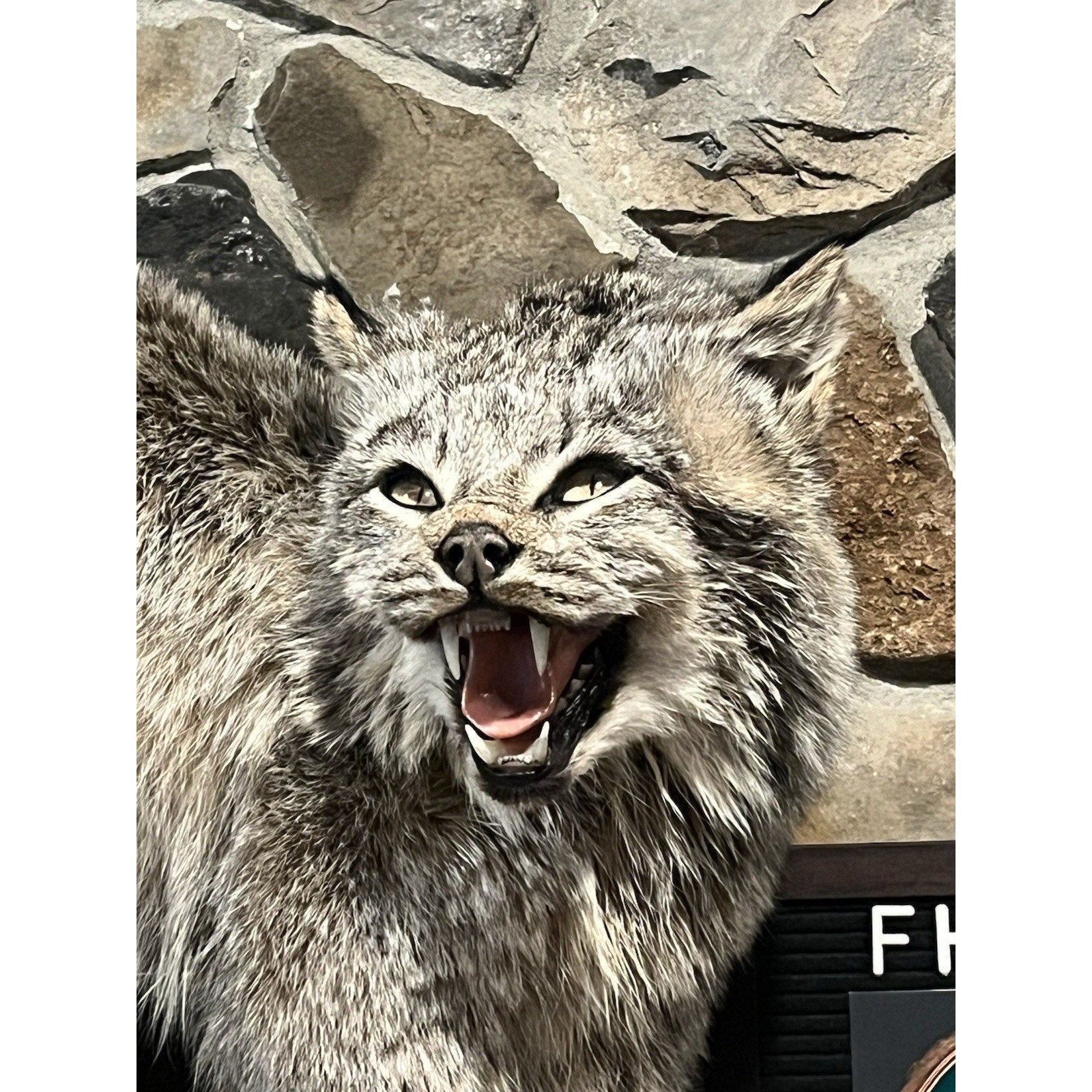 FHWL128 - Alaskan Lynx Taxidermy Full Body Mount Prime Fur