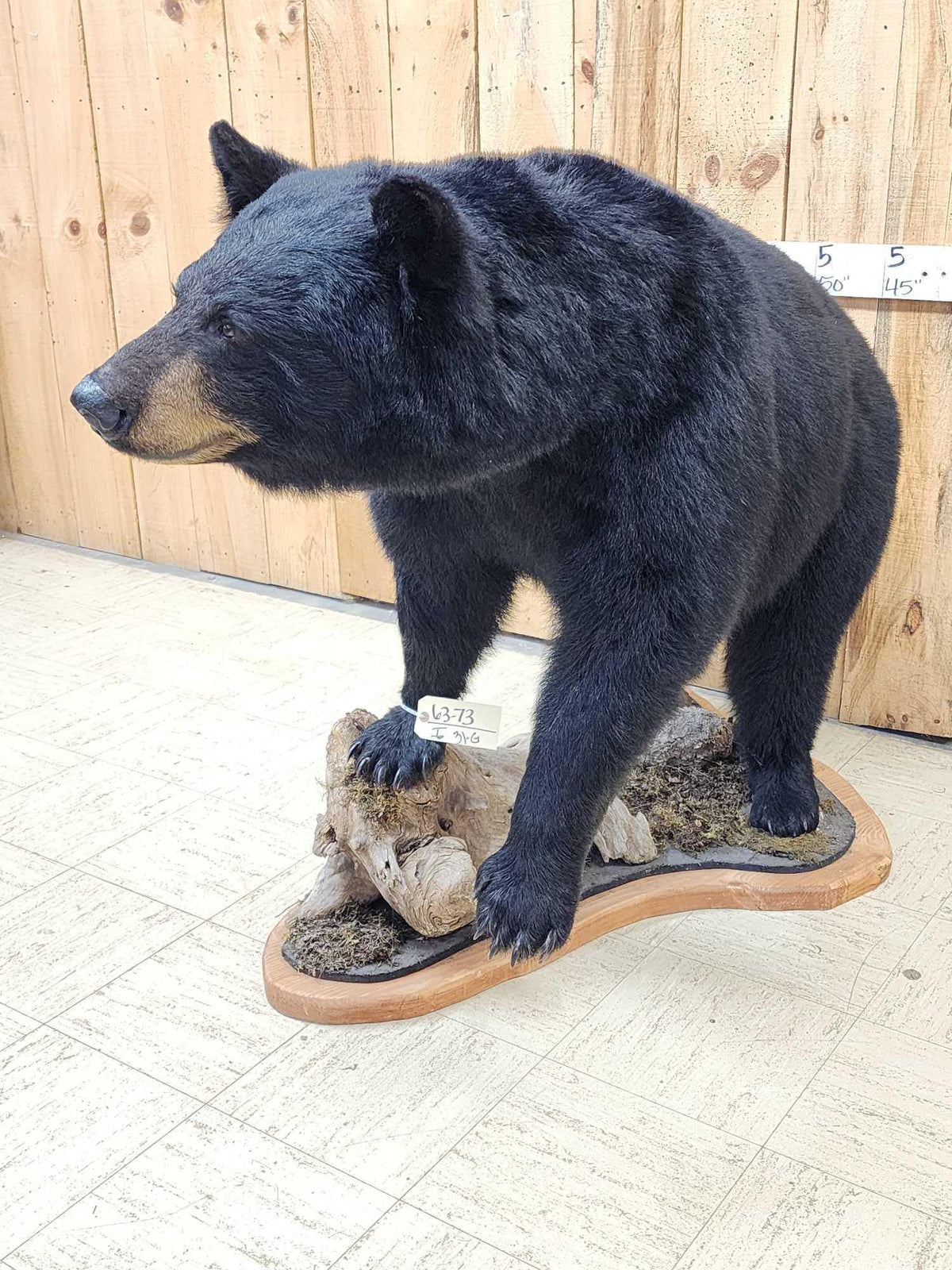 FH31G - Extra Nice Black Bear Full Body Taxidermy Mount