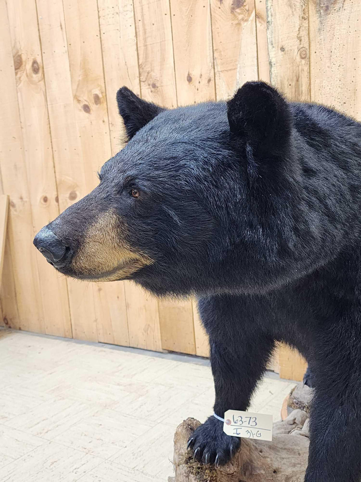 FH31G - Extra Nice Black Bear Full Body Taxidermy Mount