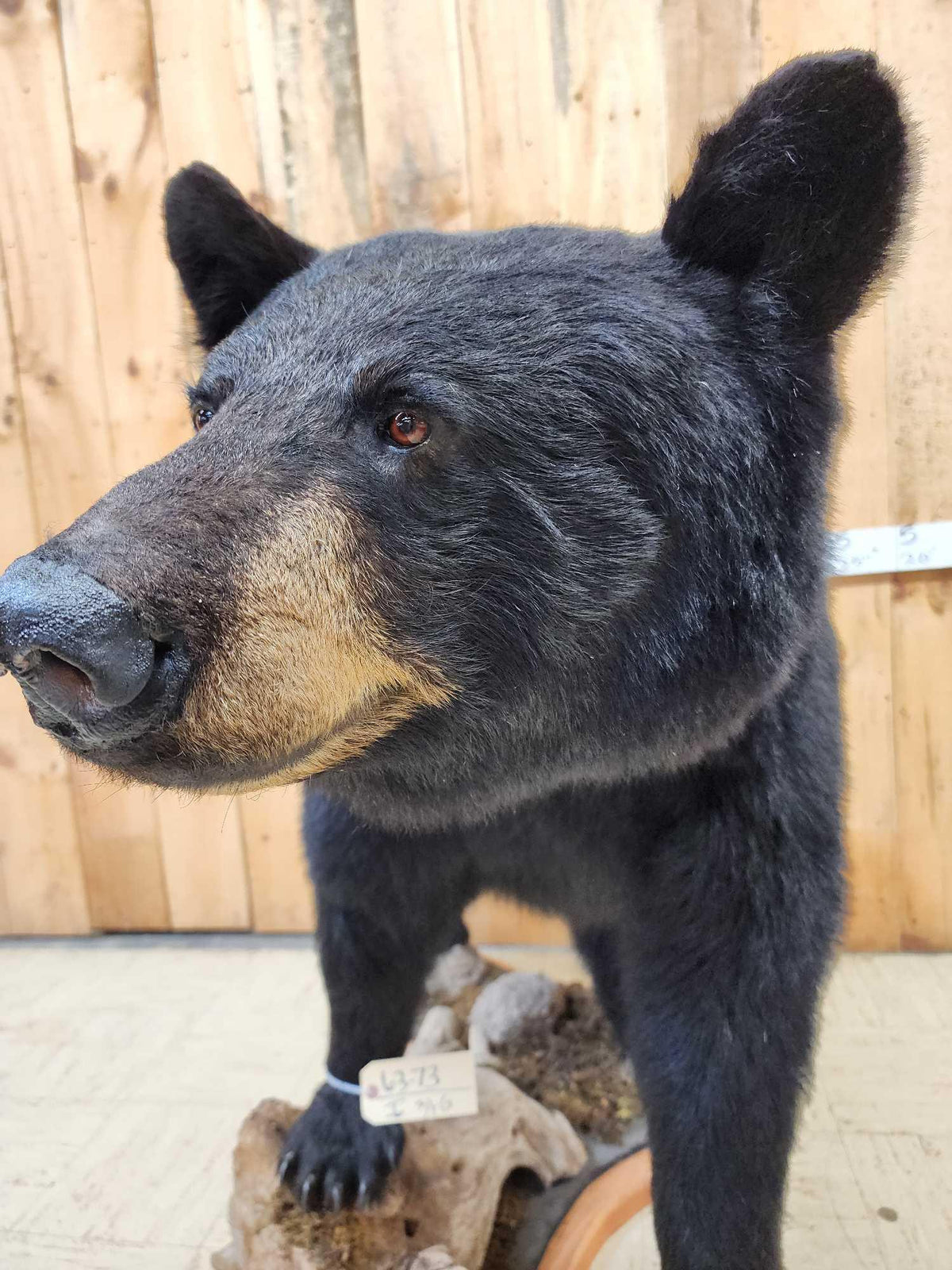 FH31G - Extra Nice Black Bear Full Body Taxidermy Mount