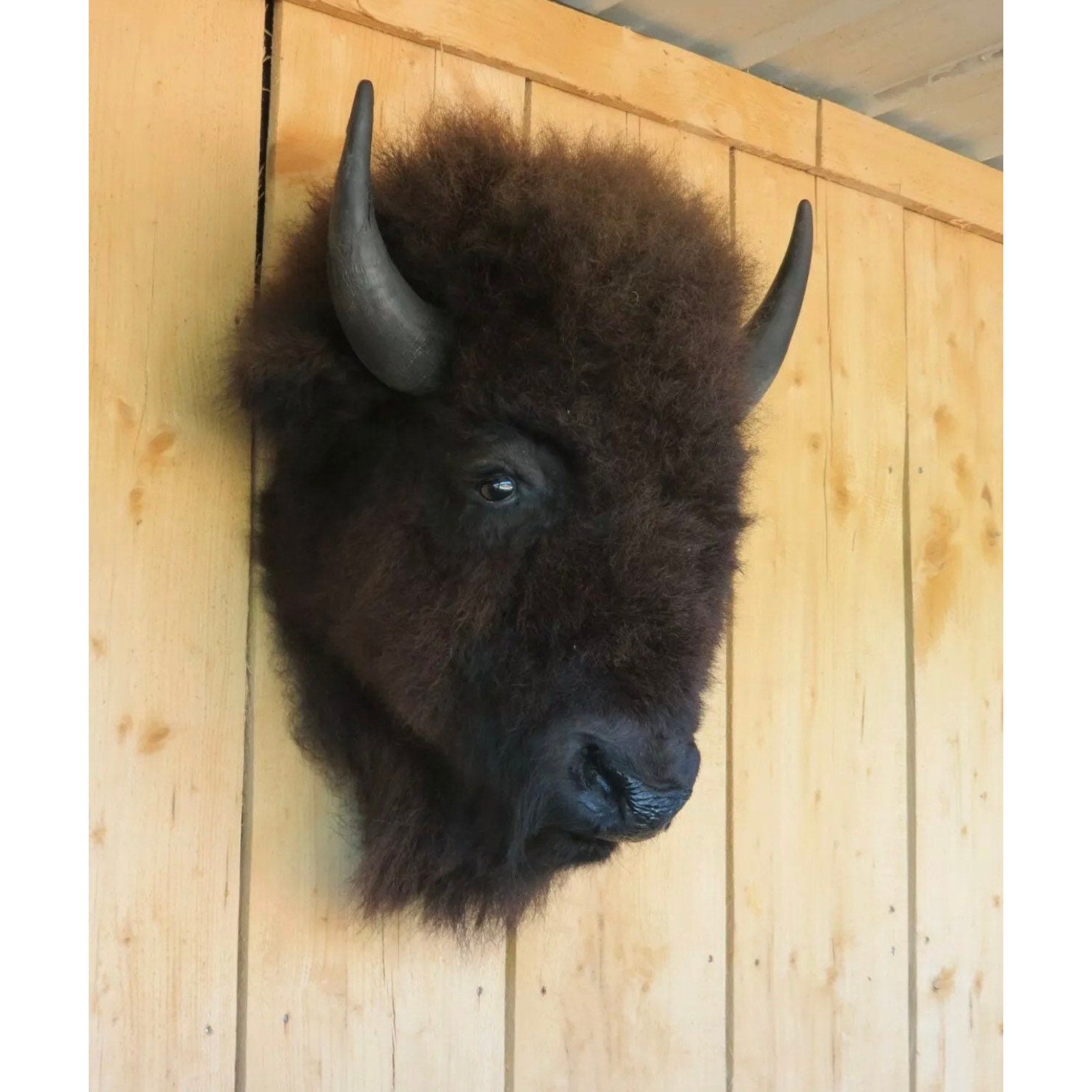 FHDAR818 - Real Buffalo / Bison Head Taxidermy Mount New Neck Mount