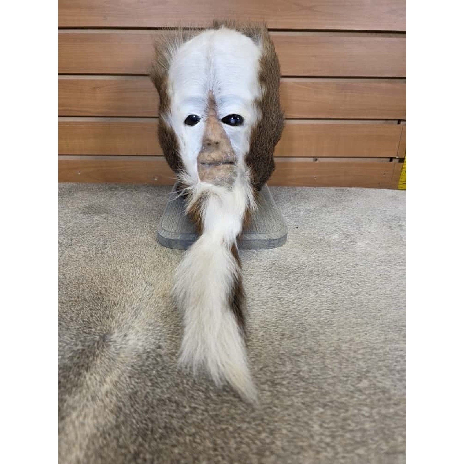 FHCM21 - Skunk Ape Table Top Pedestal Taxidermy Mount