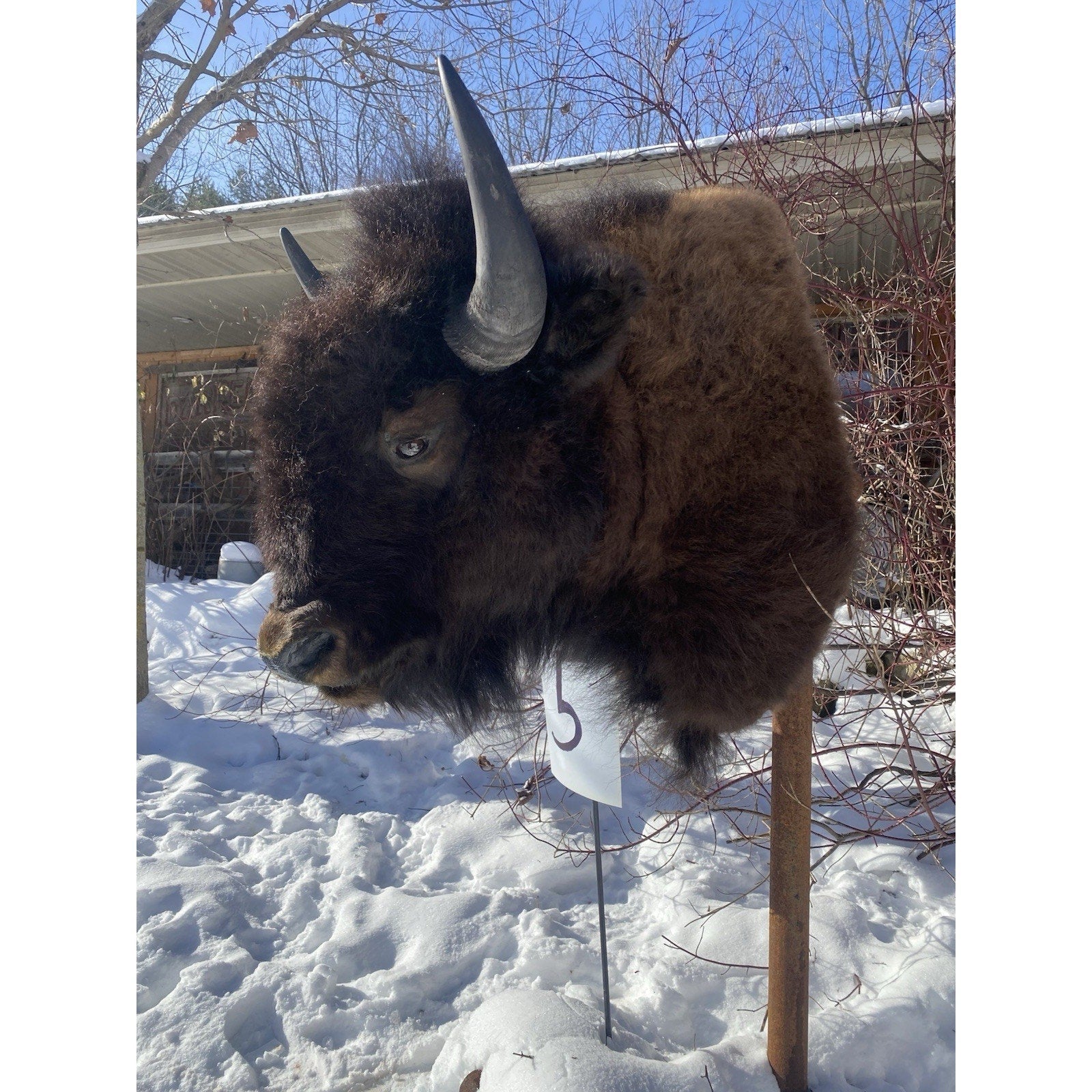FHDARDEC5 - Real North American Buffalo / Bison Shoulder Taxidermy Mount New