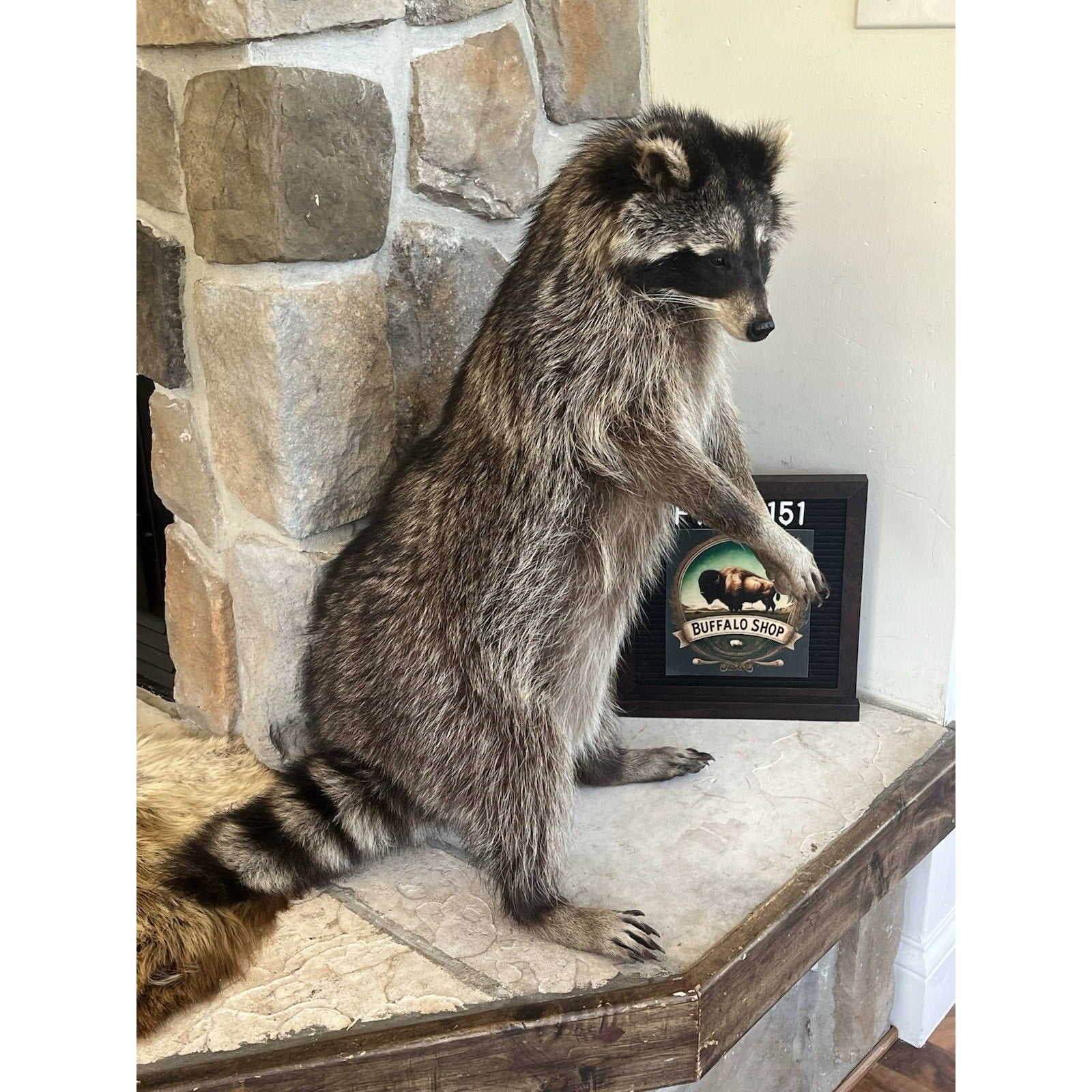 FHWL151 - Fat Raccoon Taxidermy Mount
