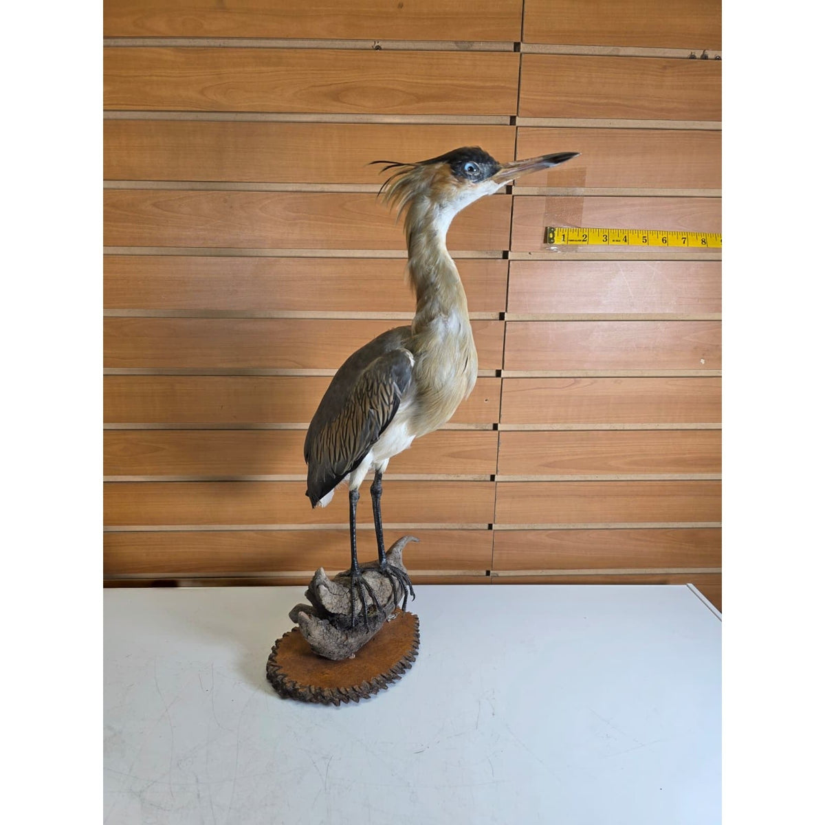 FHBB28 - Whistling Heron – Taxidermy Mount