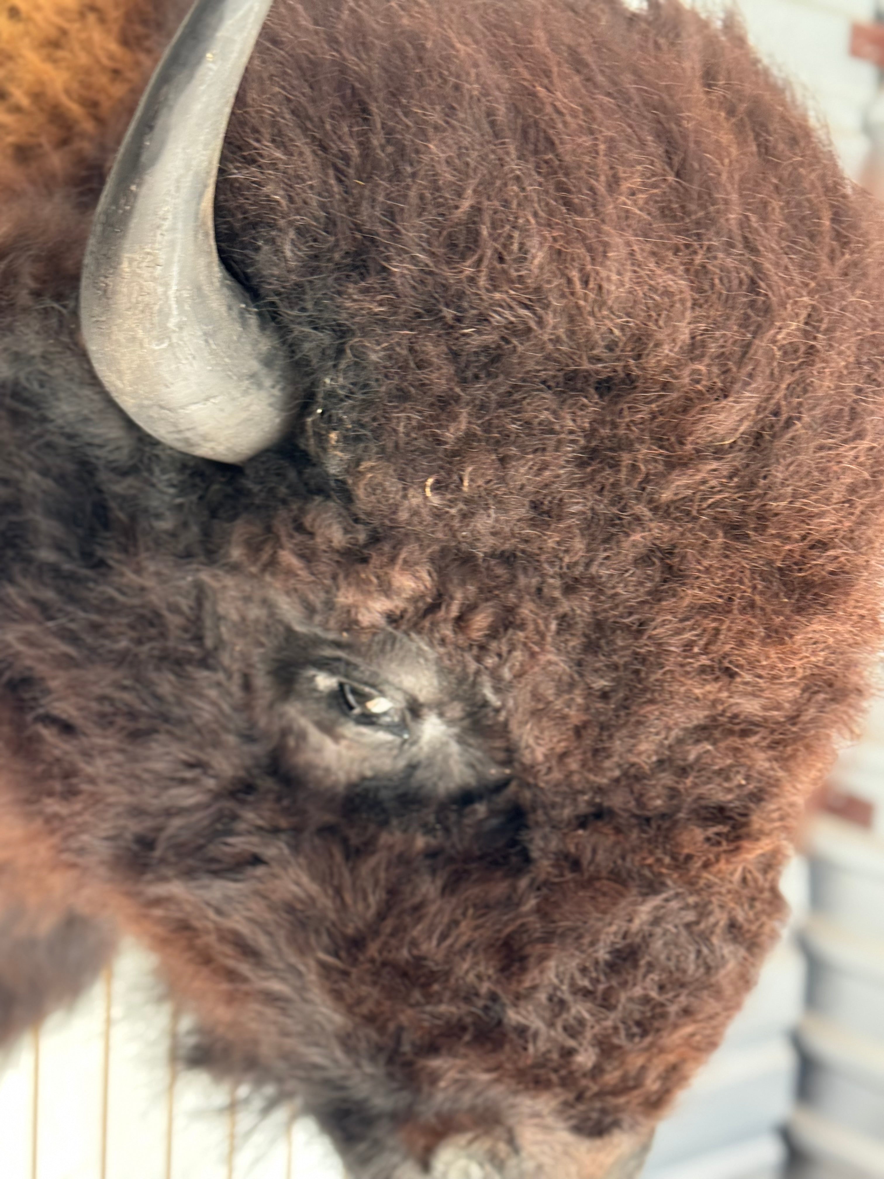 FHDAR354-massive Buffalo Taxidermy Shoulder mount Bull