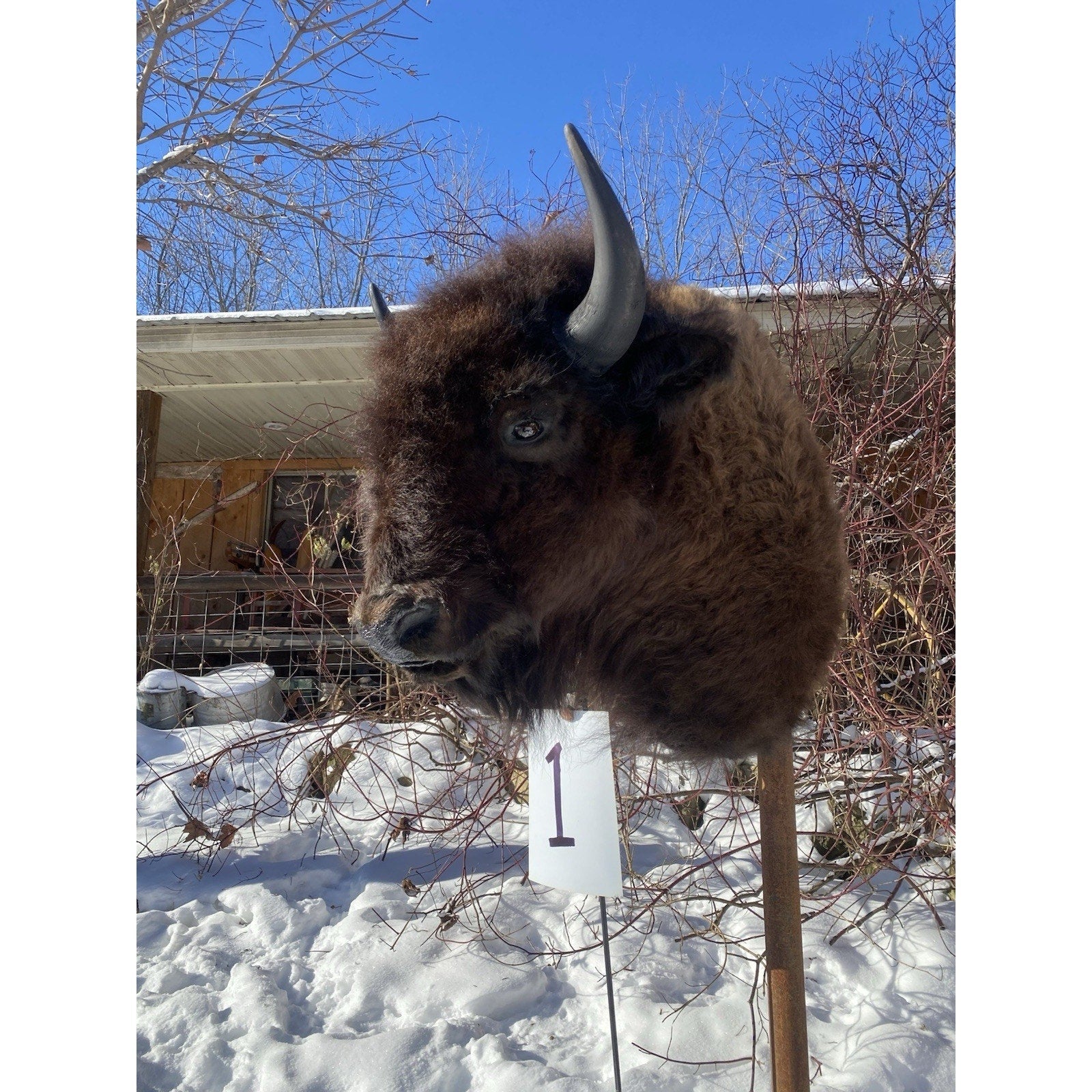 FHDARDEC1 - Real North American Buffalo / Bison Shoulder Taxidermy Mount New