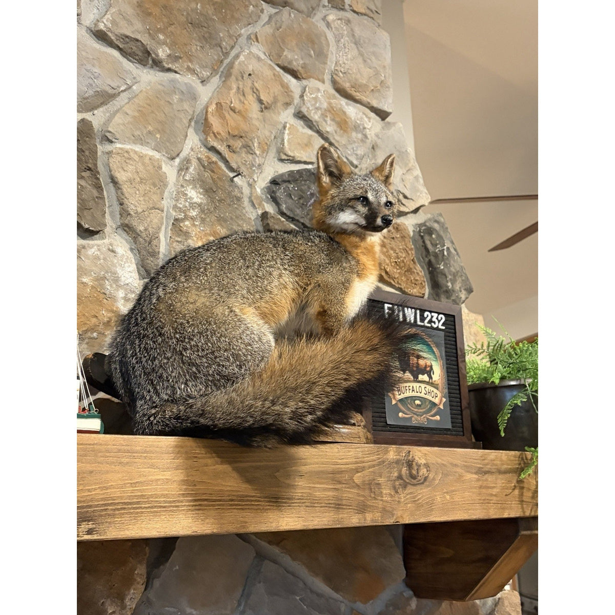 FHWL232- Grey Fox Taxidermy Full Body Mount Cabin Camp Man Cave