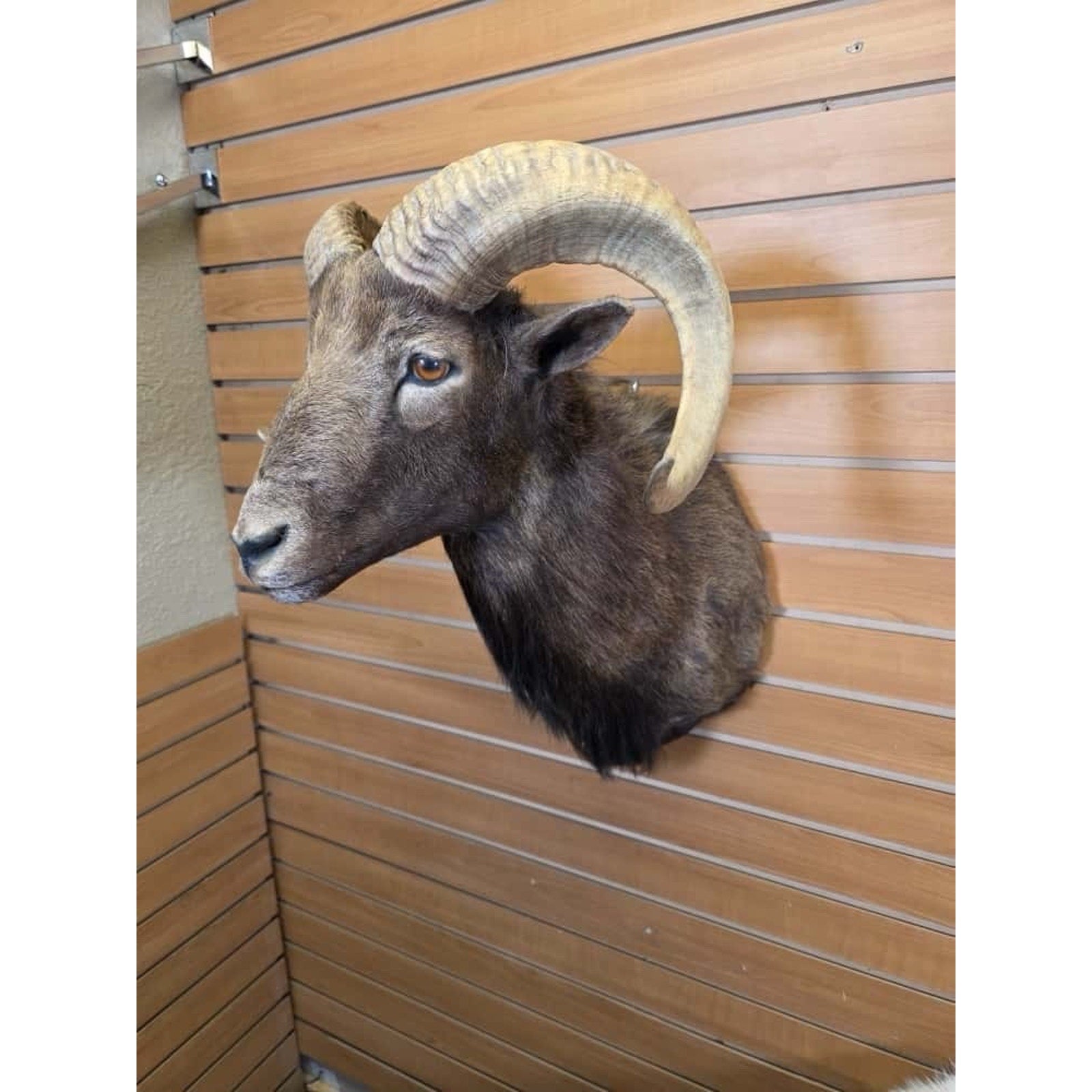 FHMN18 - Mouflon Ram taxidermy shoulder mount