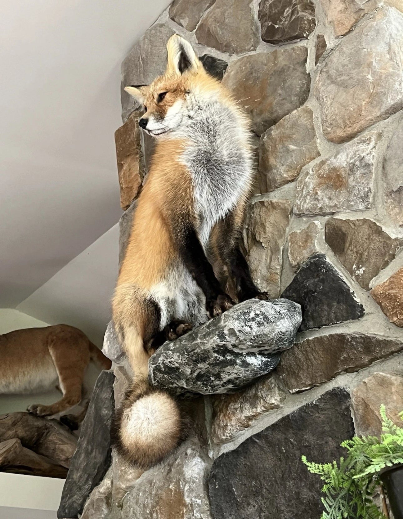 FHWA0705-Red Fox Taxidermy Full Body Mount Cabin Camp Man Cave