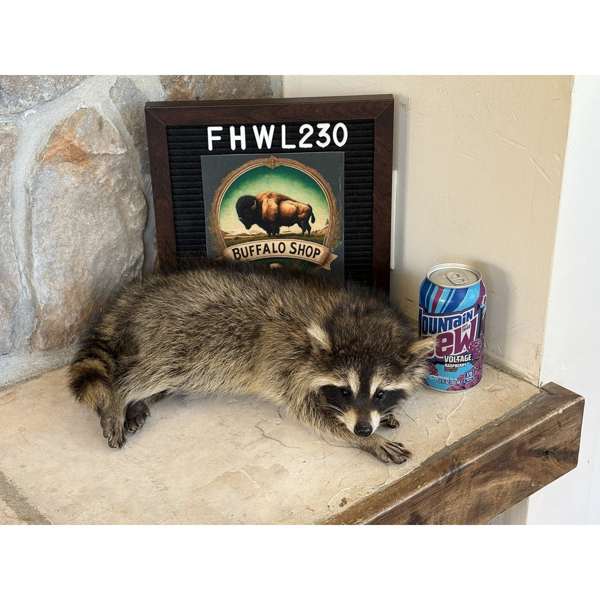 FHWL230 - baby Raccoon Taxidermy Mount
