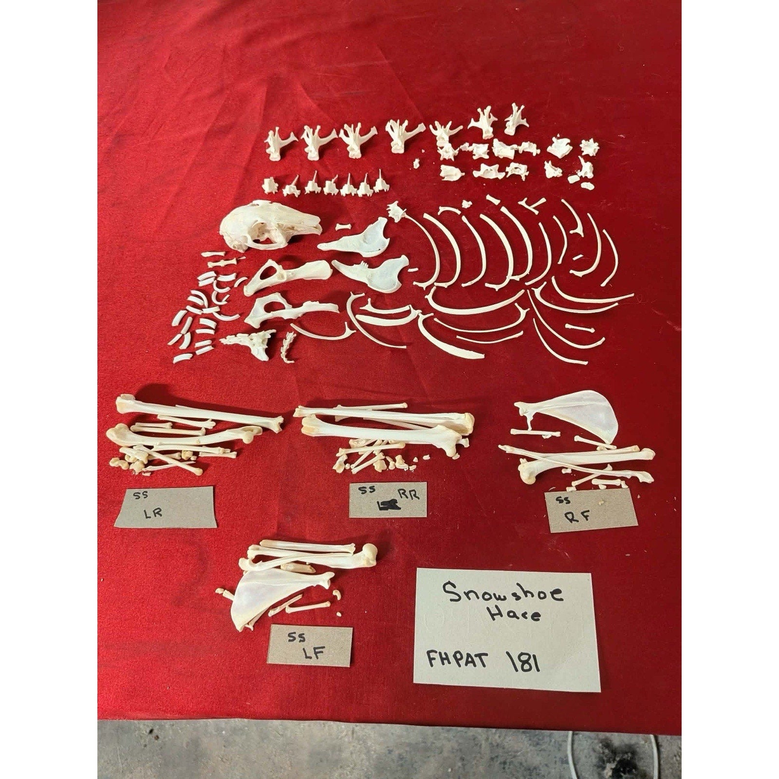 FHPAT181 - Snowshoe Hare Skeleton Professionally Cleaned For Articulation