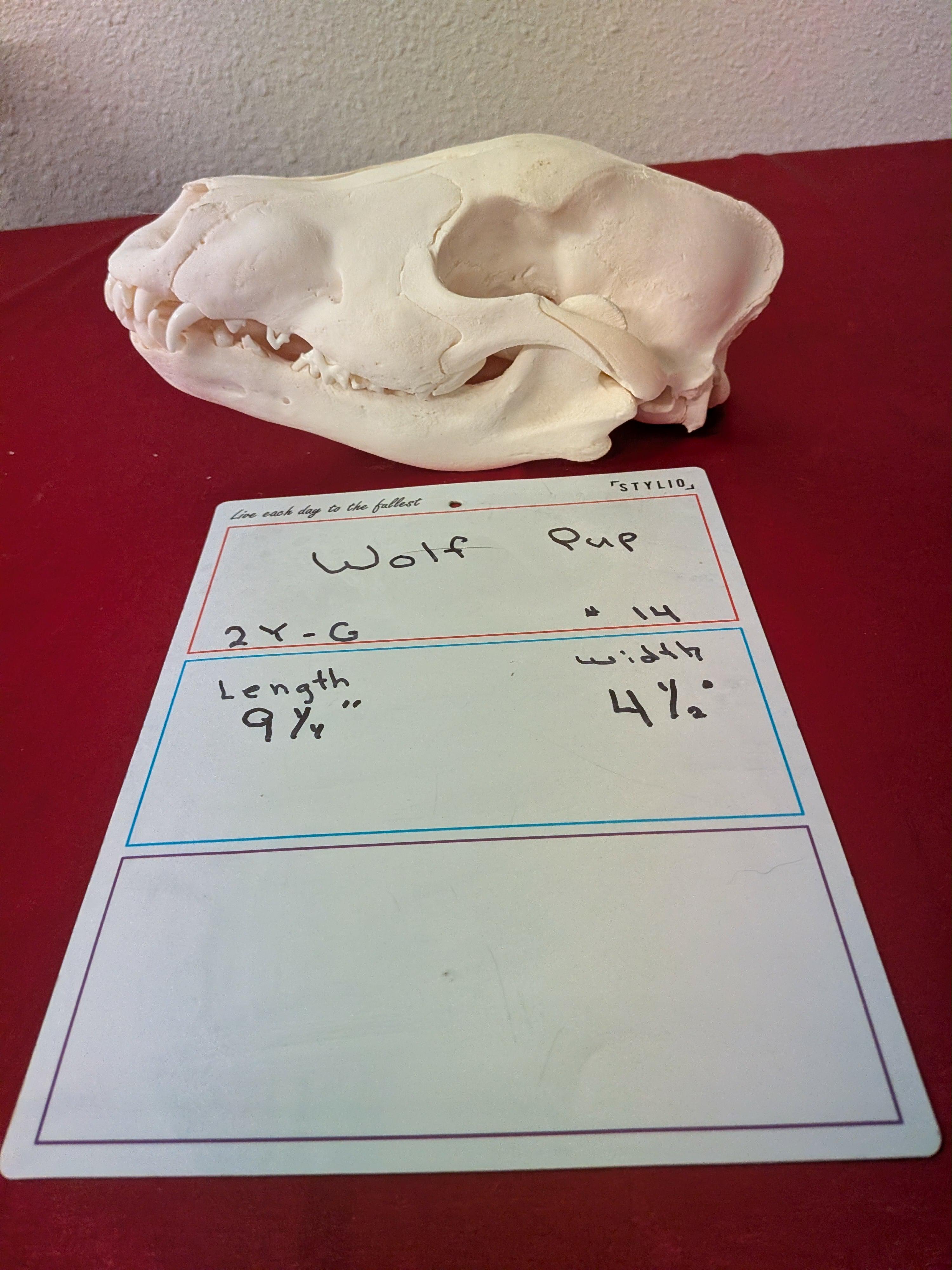 FHSUZW14 - Wolf Pup Skull taxidermy