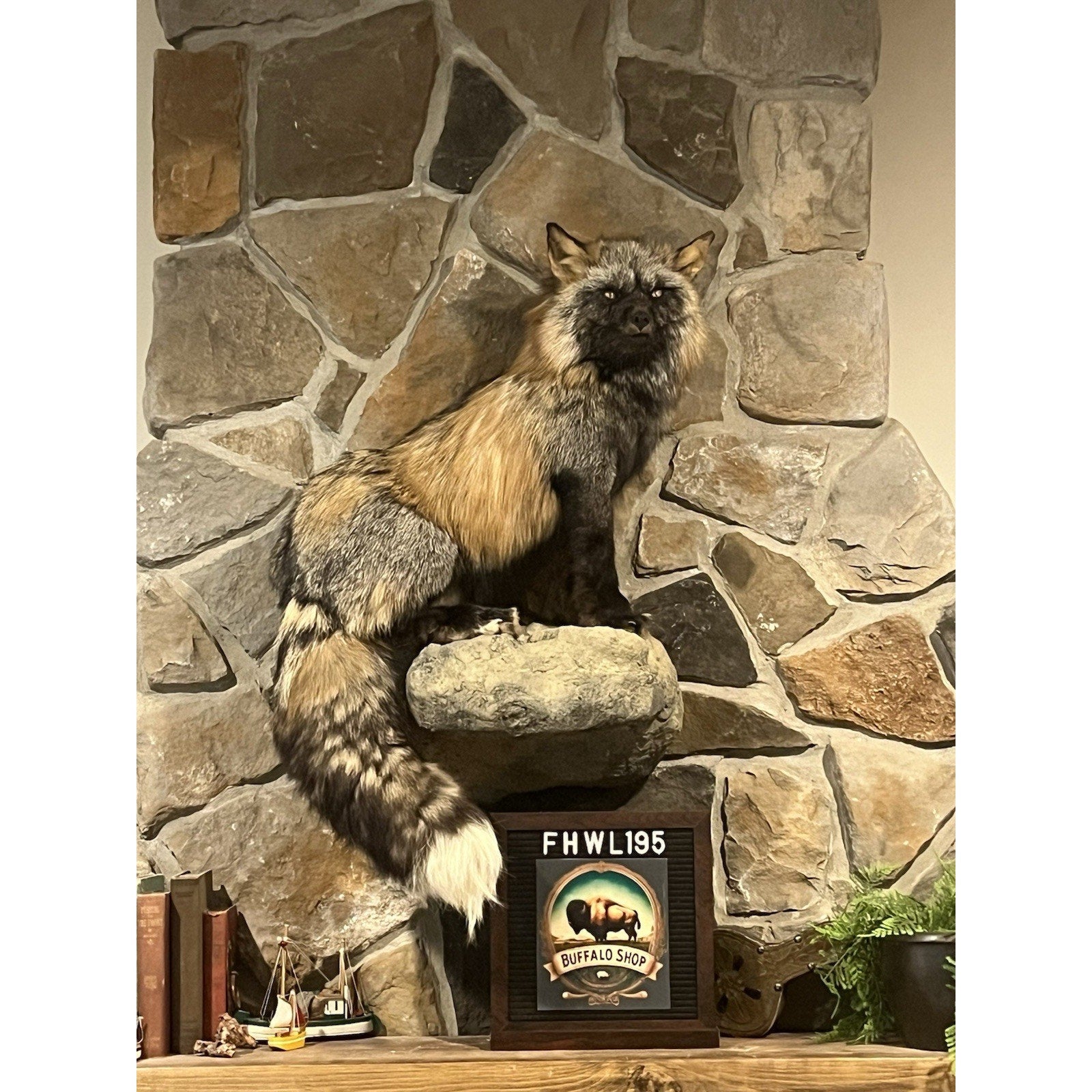 FHWL195- Museum Quality Ranch Fox Taxidermy mount